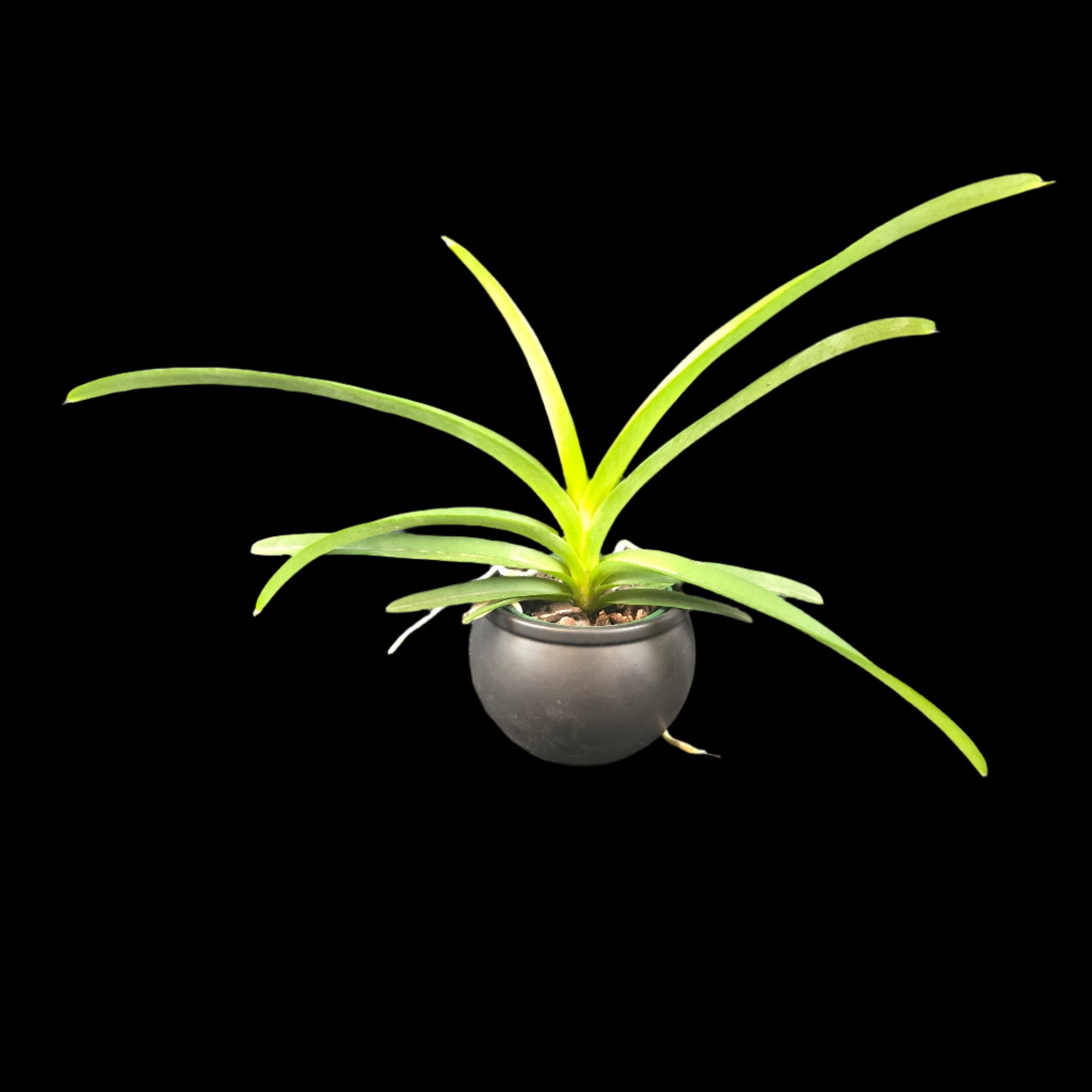 Vanda Yellow Spot