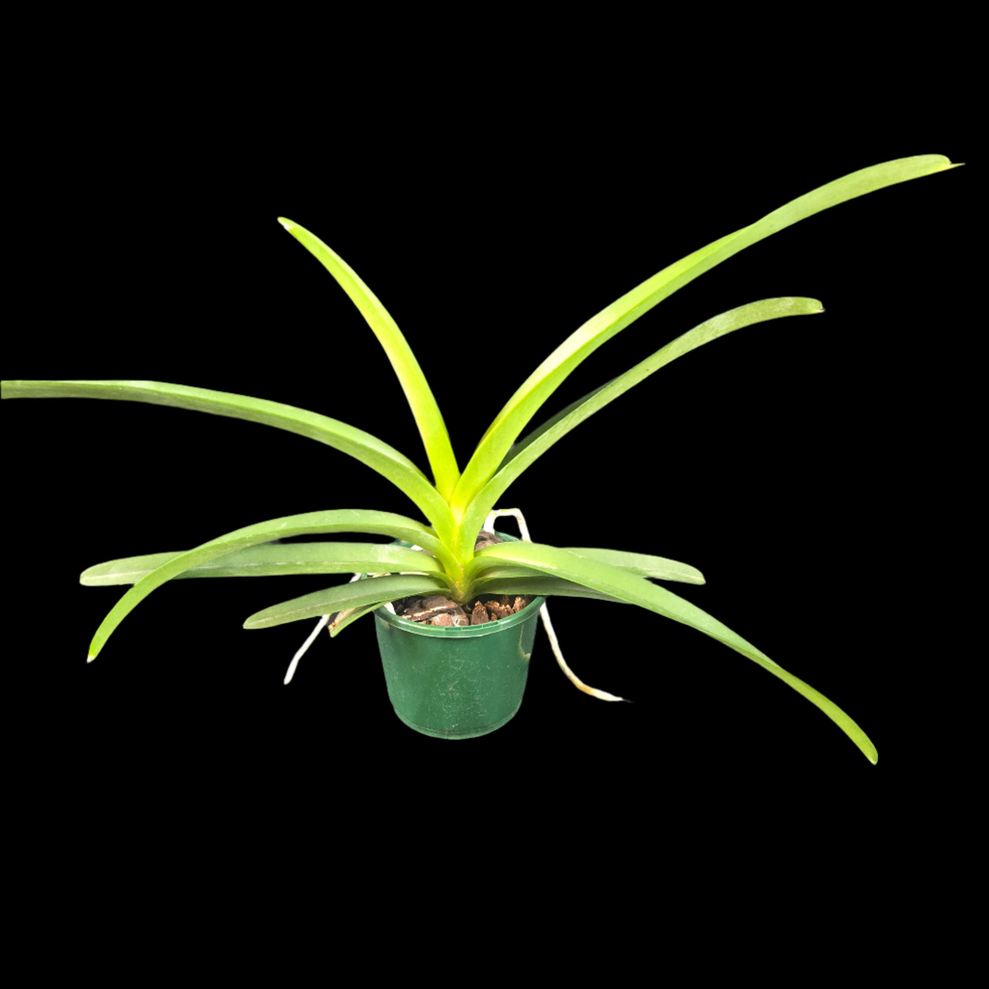 Vanda Yellow Spot