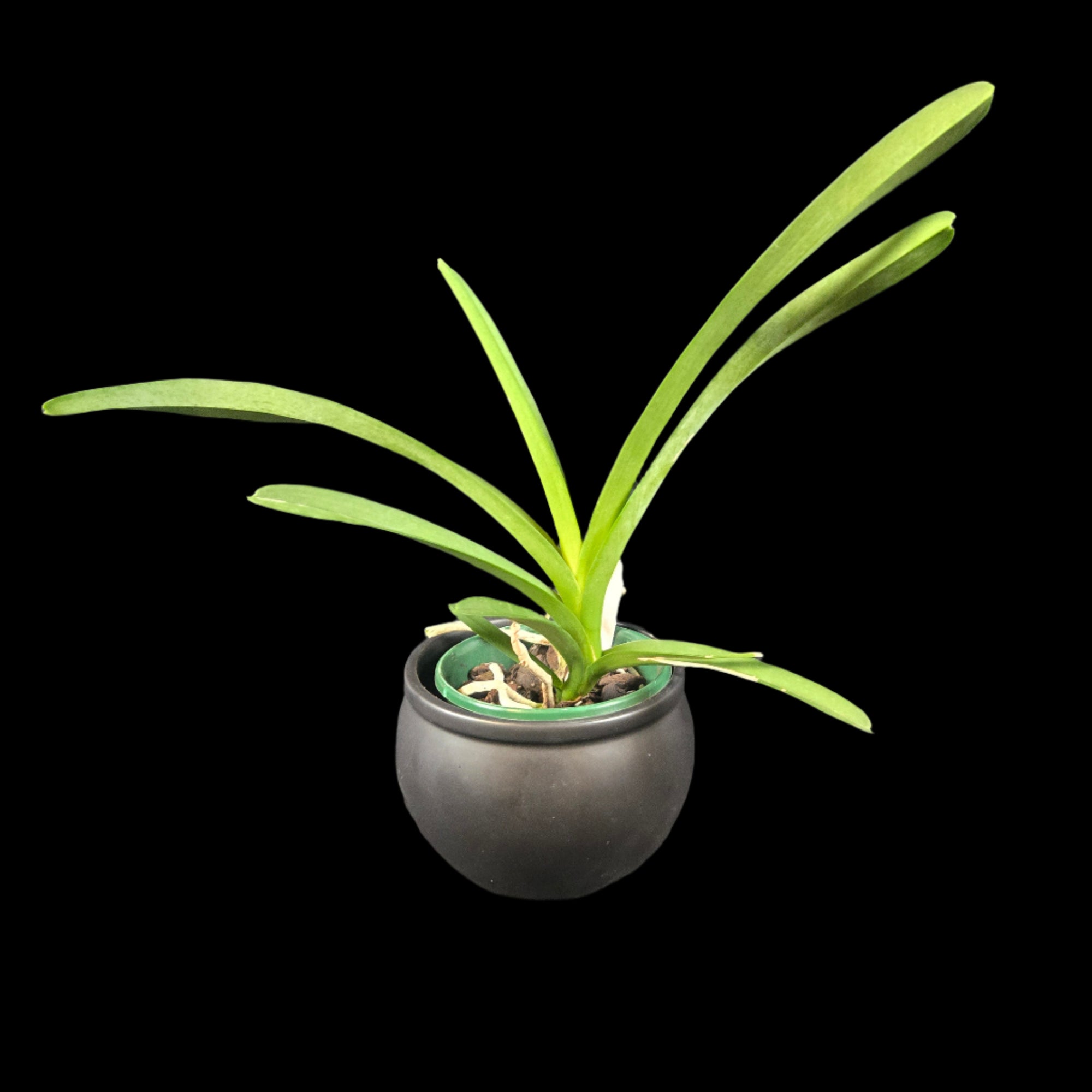Vanda Two Tone Blue