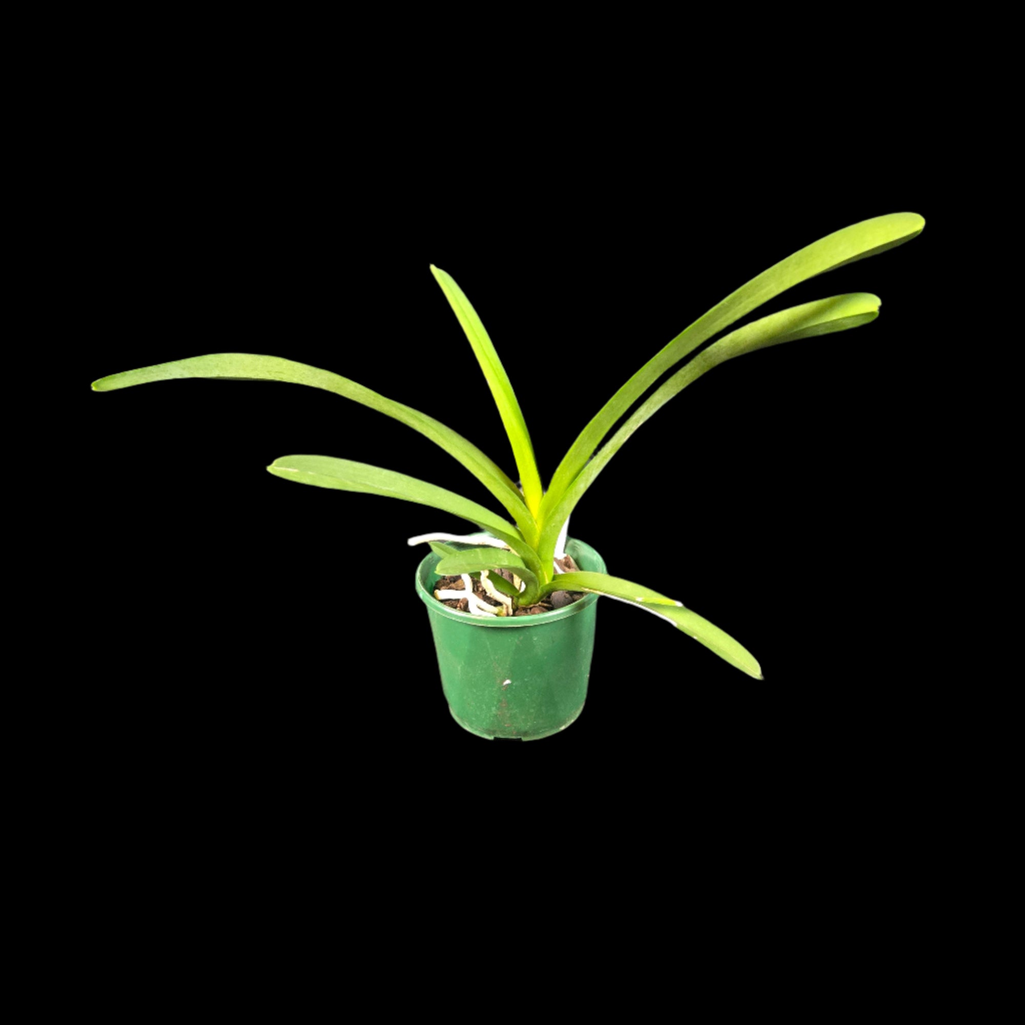Vanda Two Tone Blue