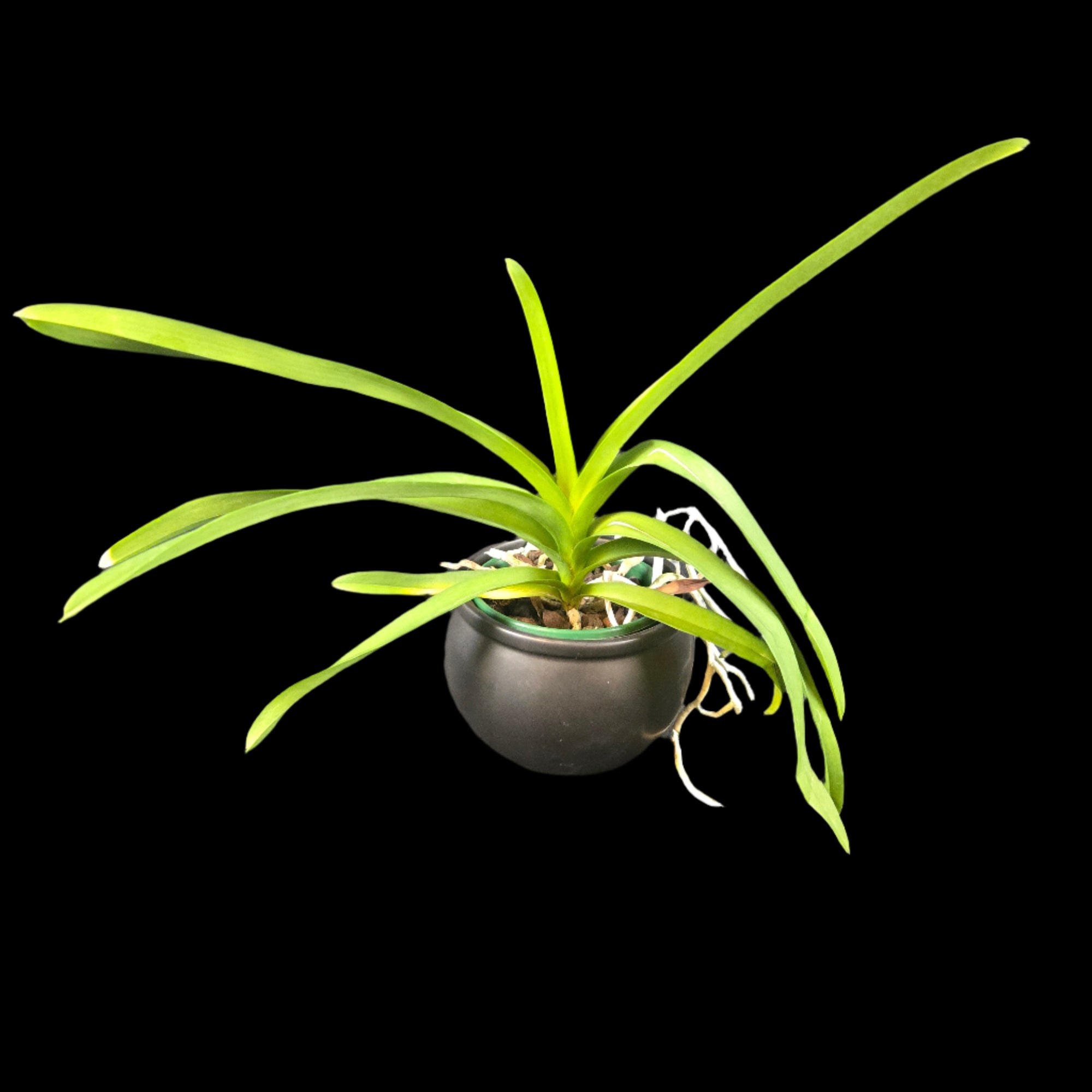 Vanda Dr Anek × Kulwadee