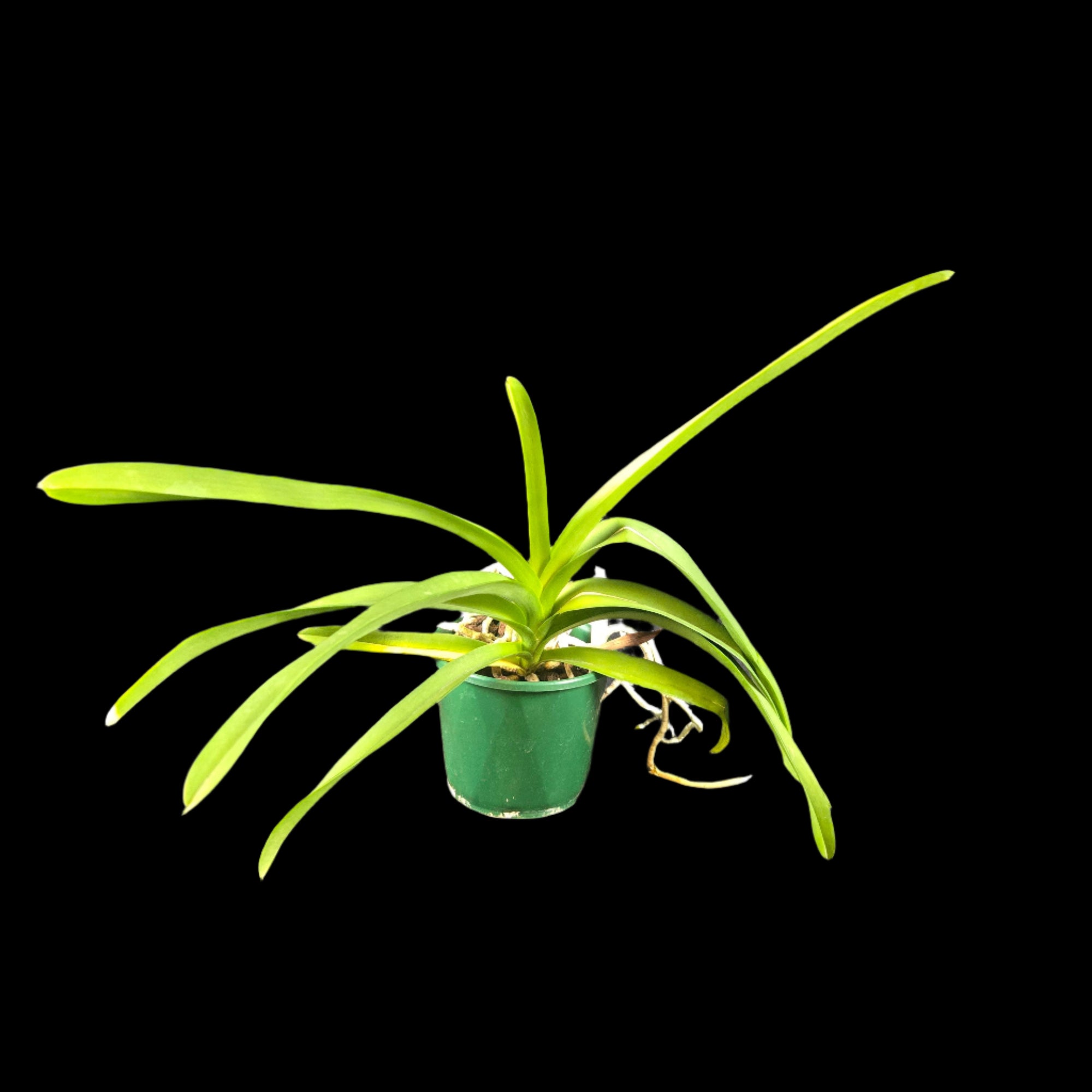 Vanda Dr Anek × Kulwadee