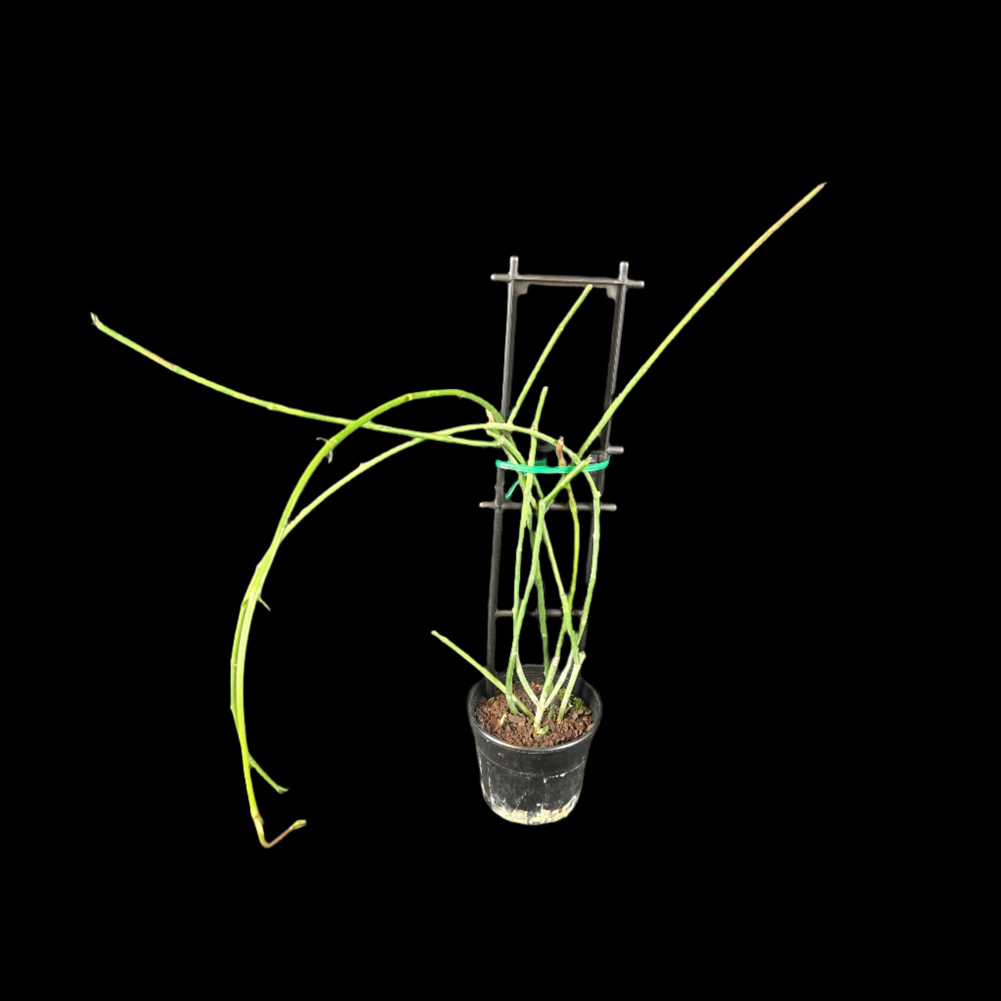 Ceropegia ampliata - Condom Plant