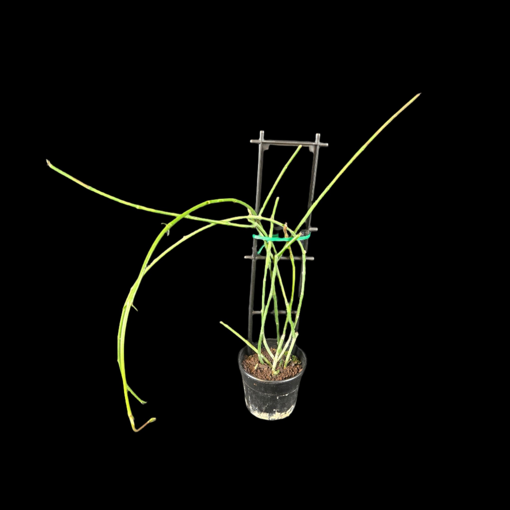 Ceropegia ampliata - Condom Plant