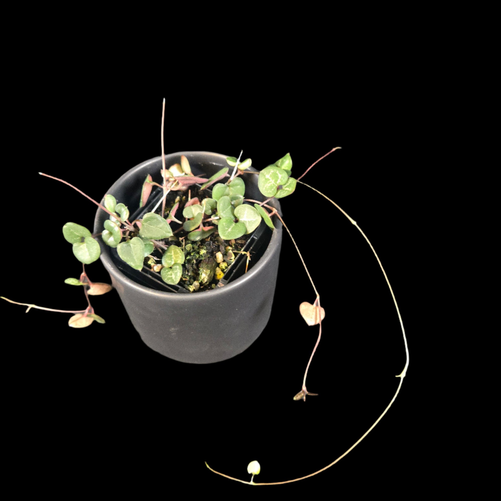 Ceropegia woodii 'Green Heart'