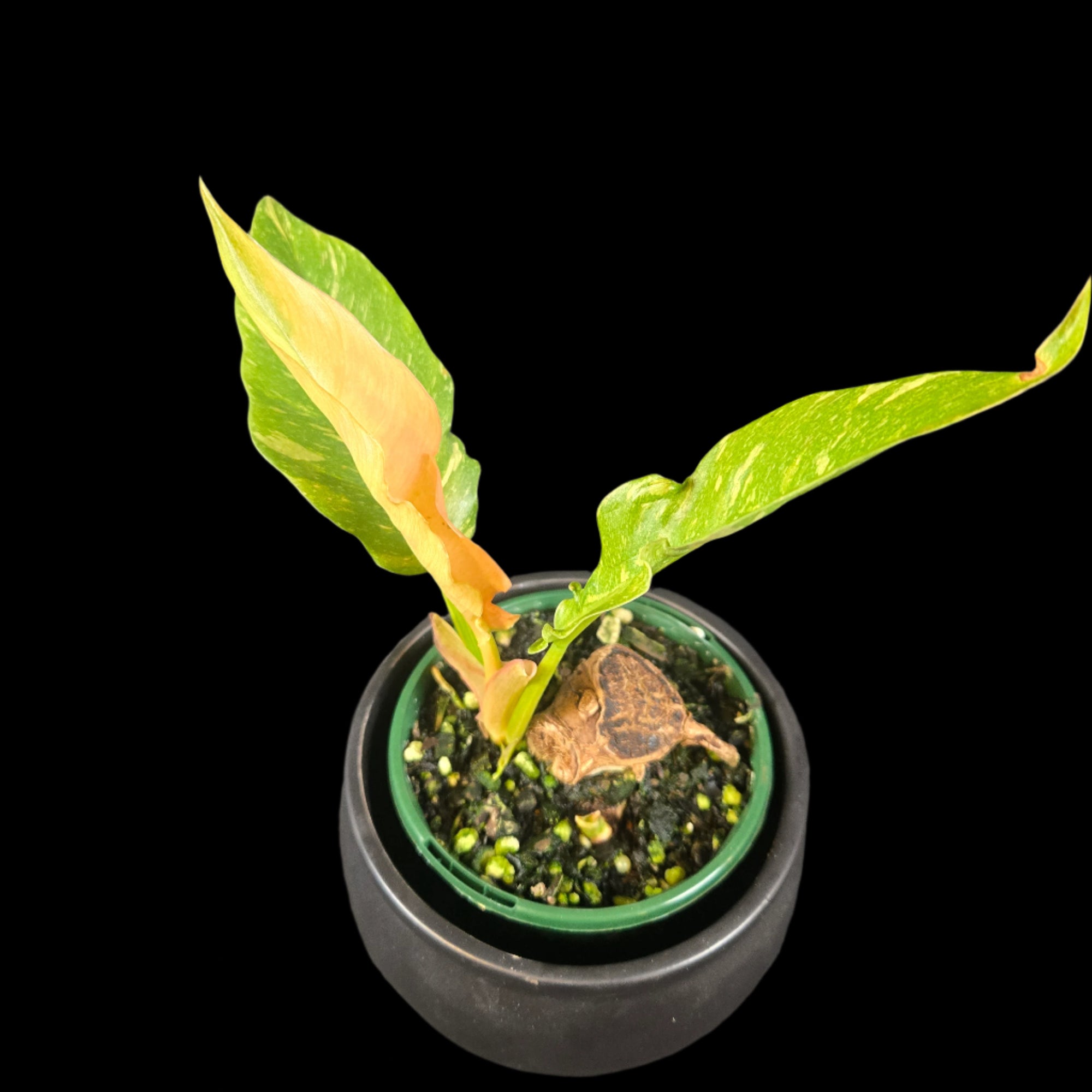Philodendron 'Ring of Fire' – Original Clone with Exceptional Colouration (WA Prohibited)