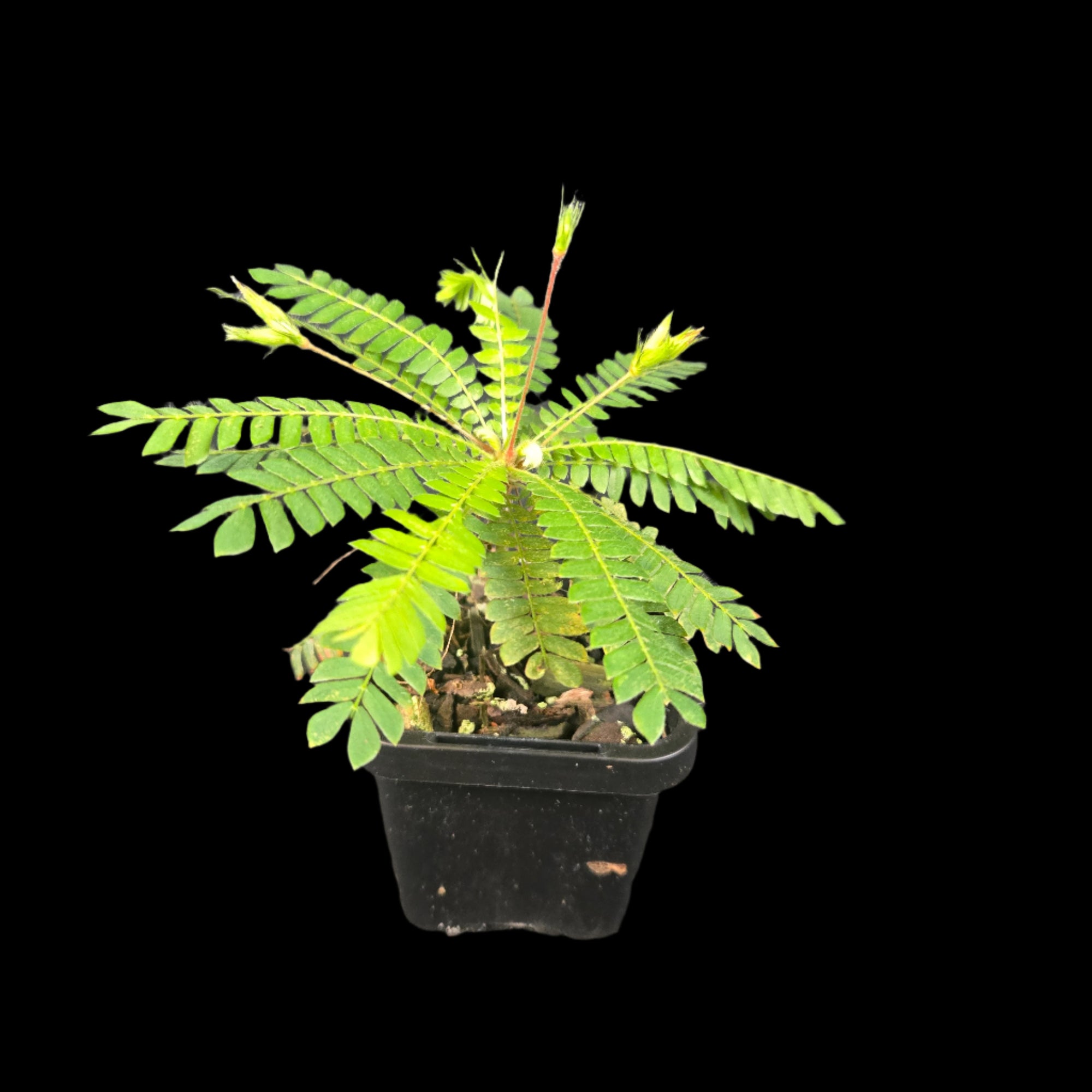 Biophytum sensitivum (WA Prohibited)