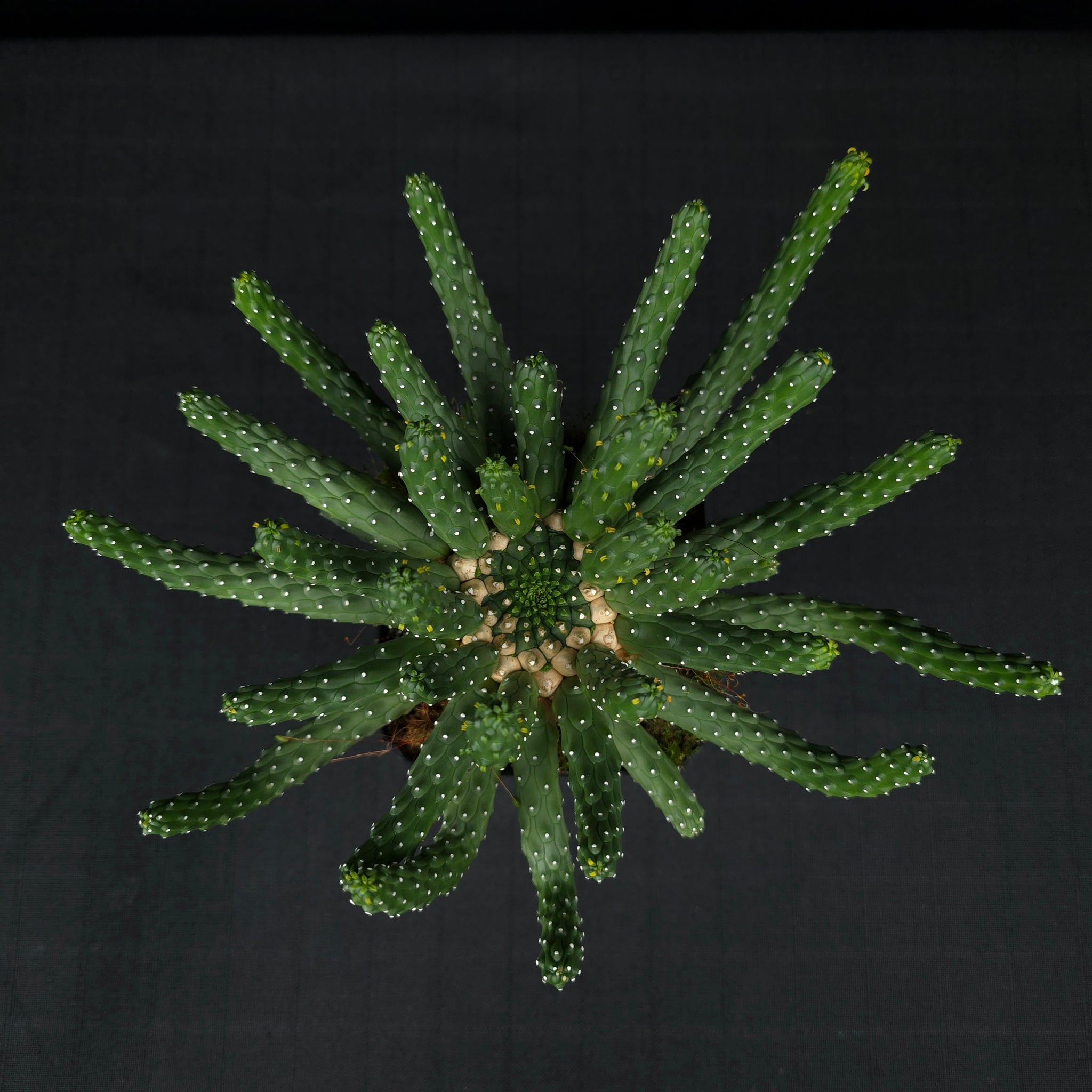 Euphorbia inermis - One Off Specials (WA Prohibited)