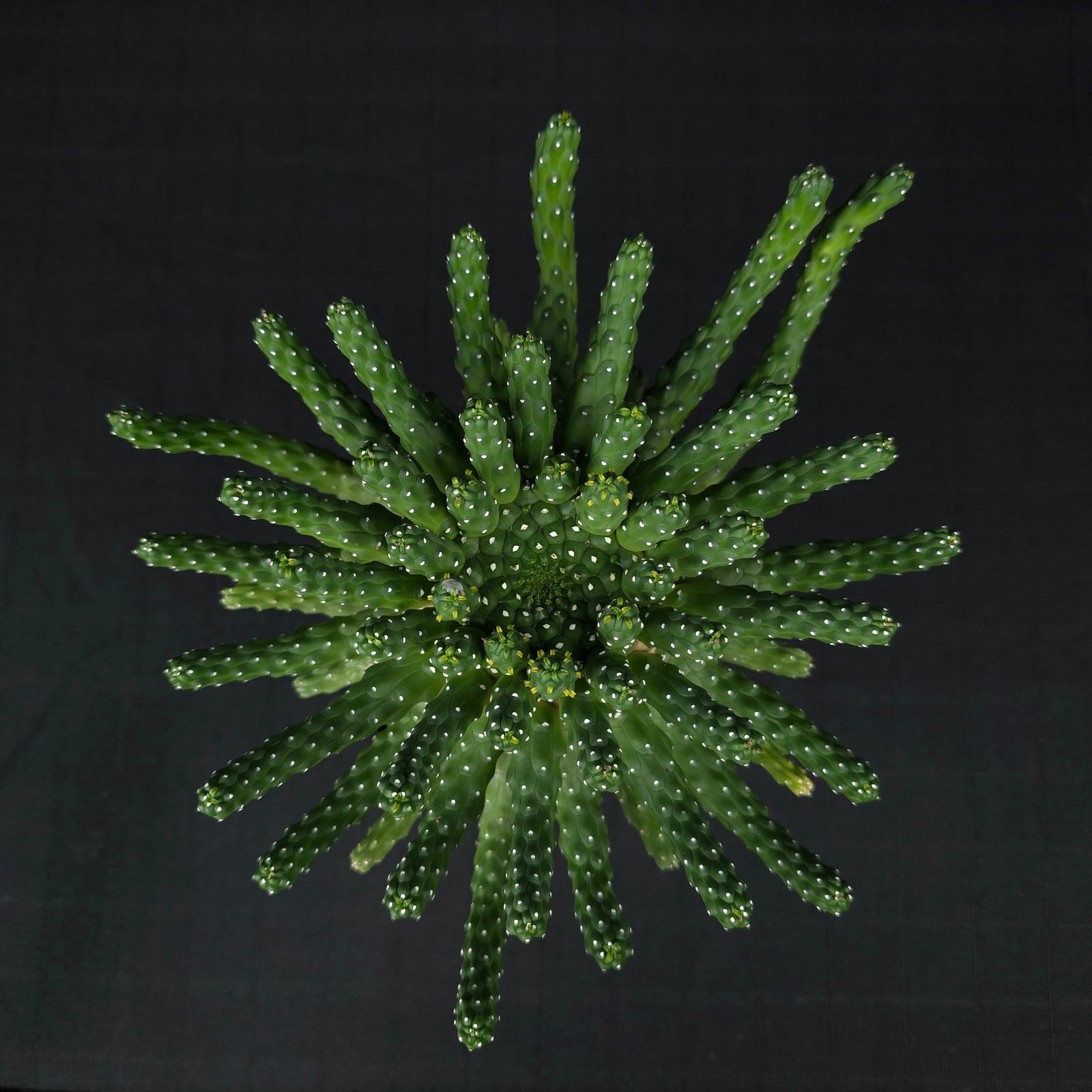 Euphorbia inermis - One Off Specials (WA Prohibited)