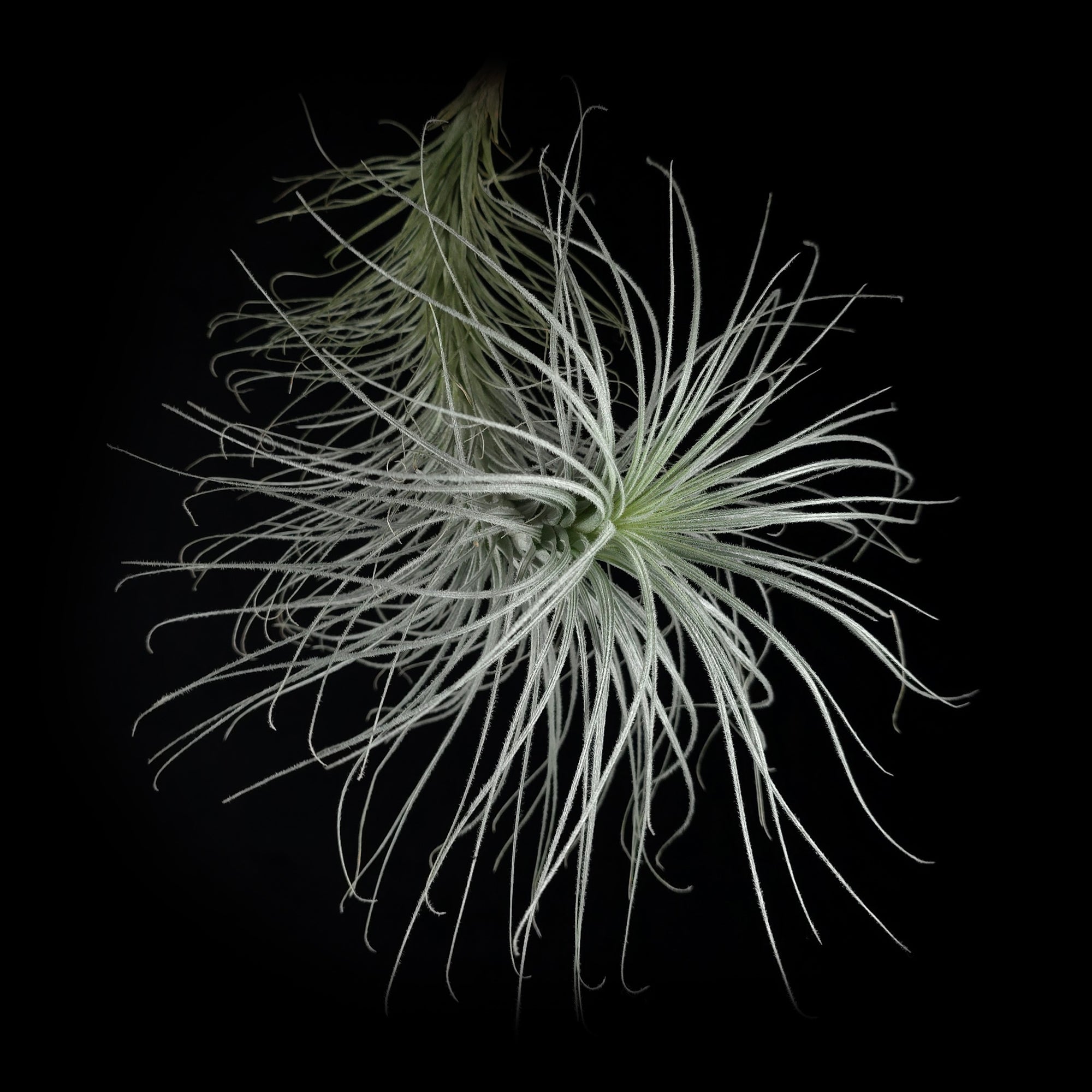 Tillandsia tectorum 'Filiform'