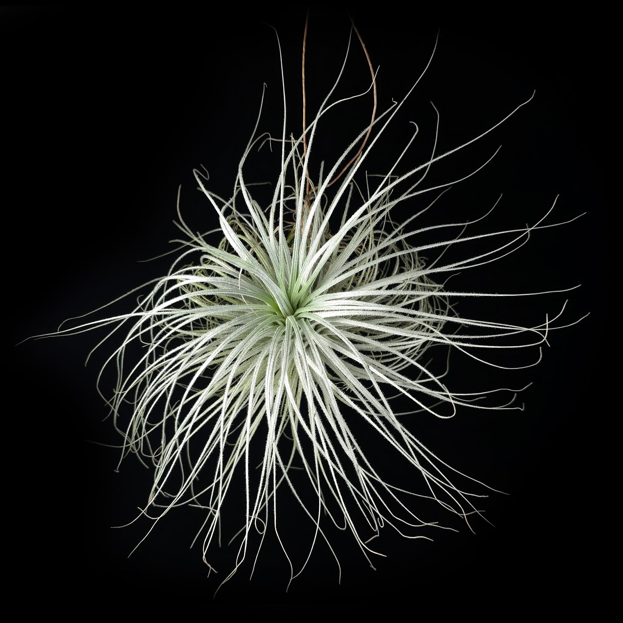 Tillandsia tectorum Ex-Isley