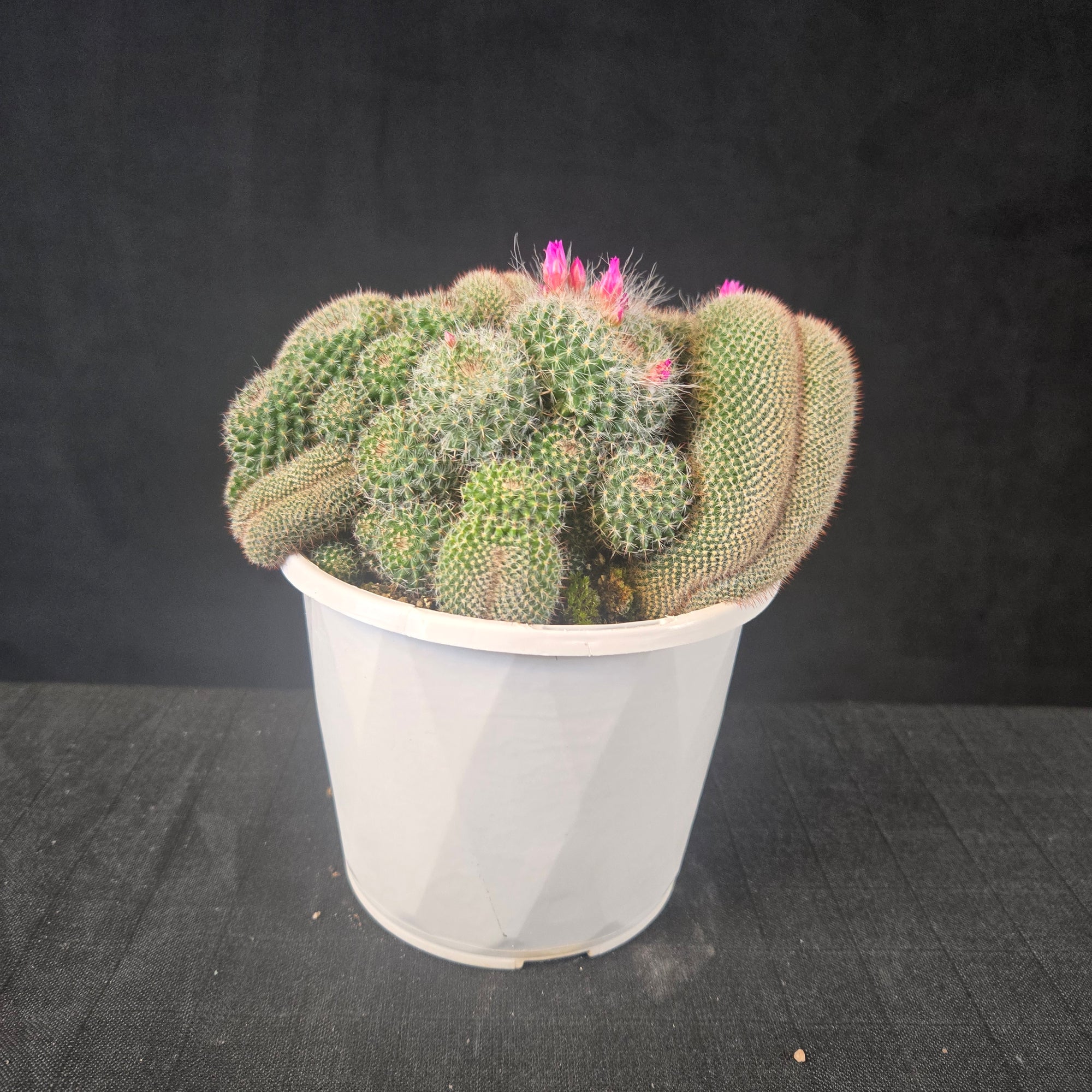 Mammillaria hahniana f. cristata