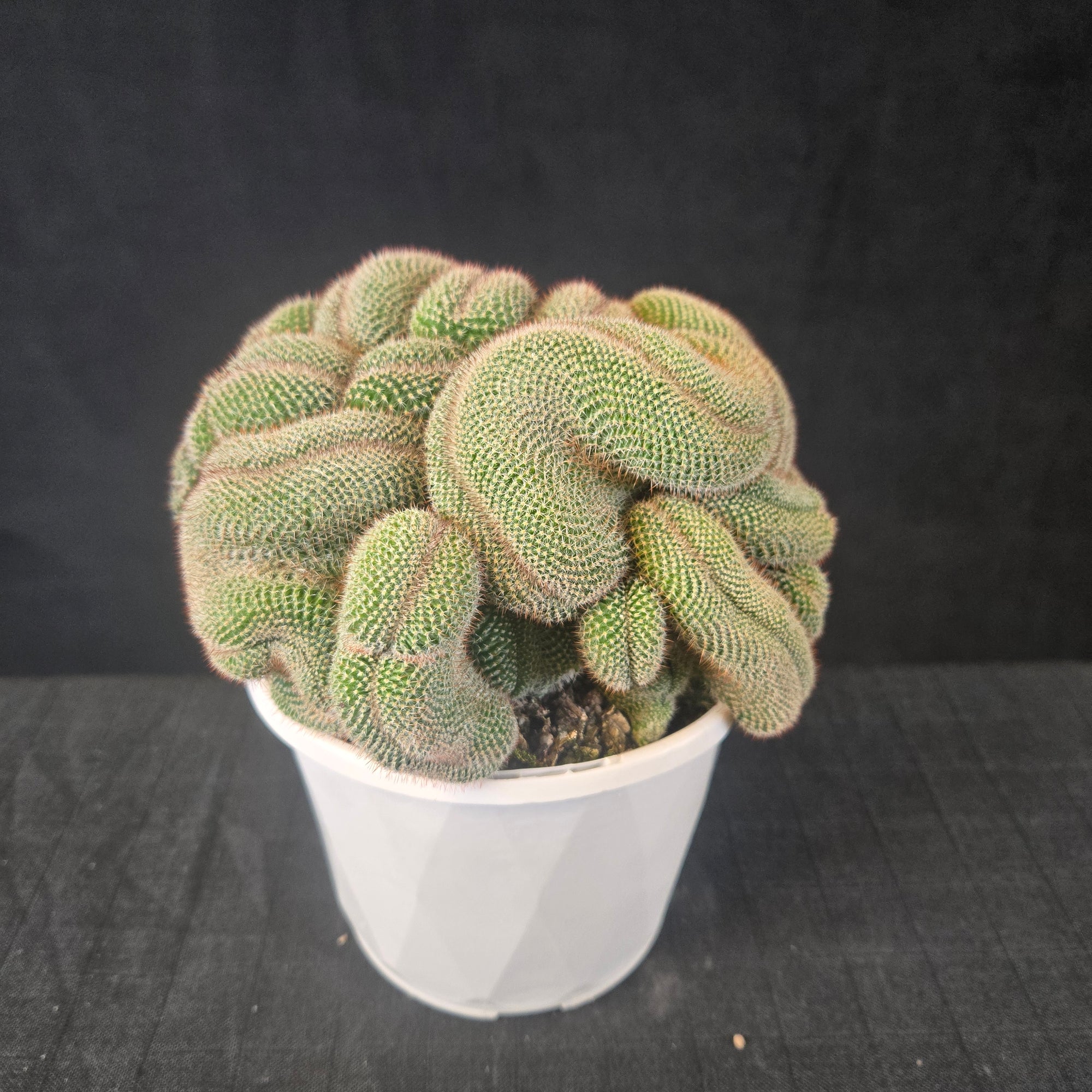 Mammillaria hahniana f. cristata