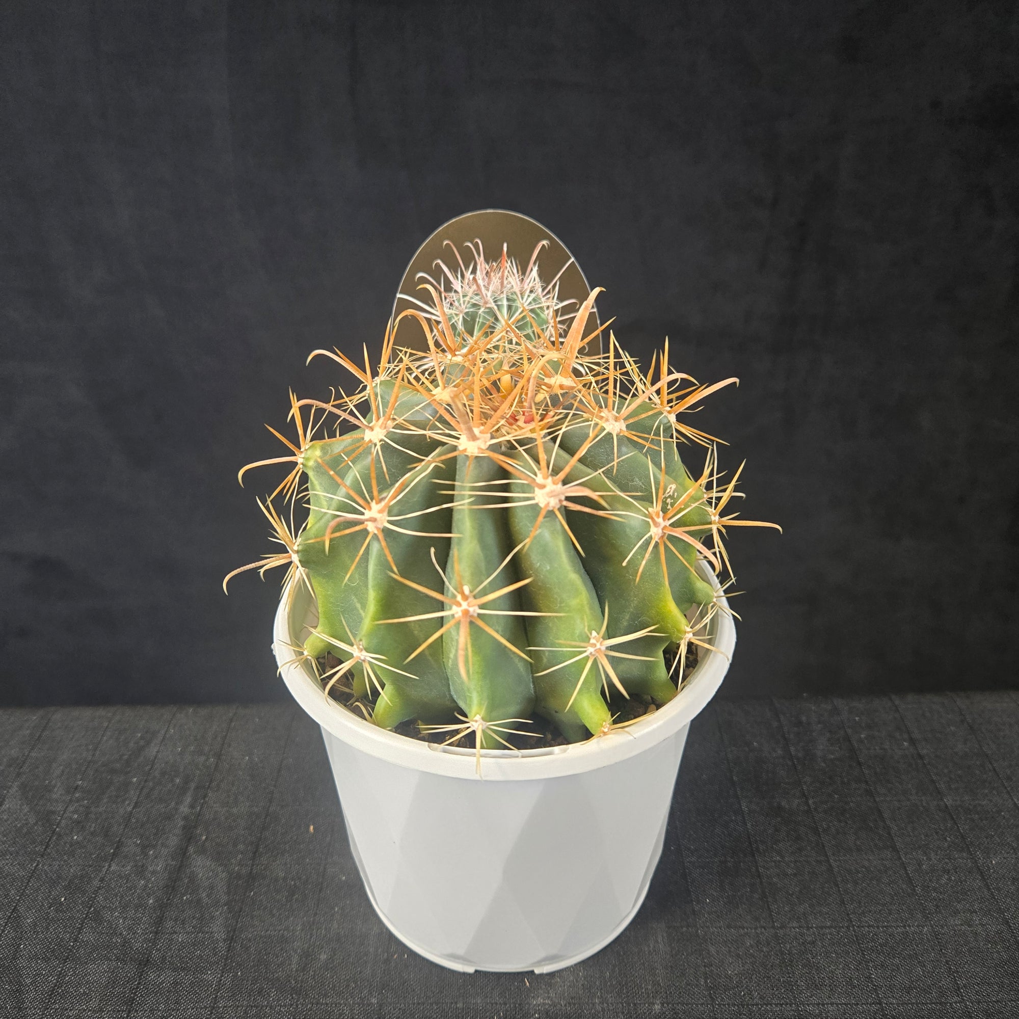 Ferocactus herrerae (Variegated, Cream Spines)