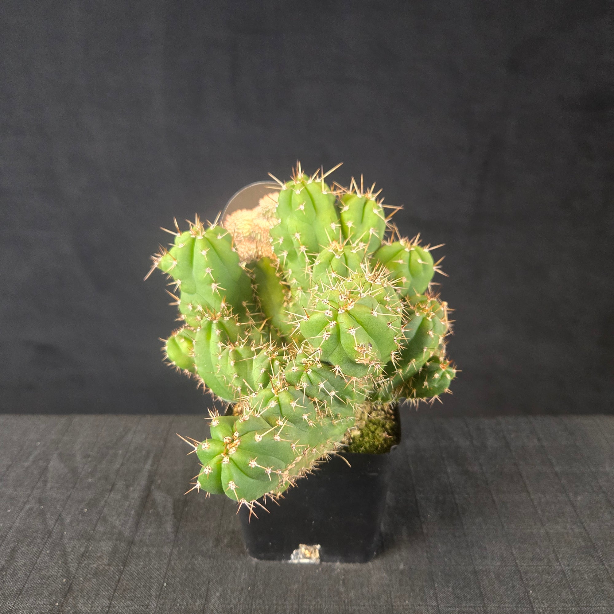 One-off Trichocereus peruvianus ‘Twister’ with spiral rib growth and golden spines, shipped bare-rooted.