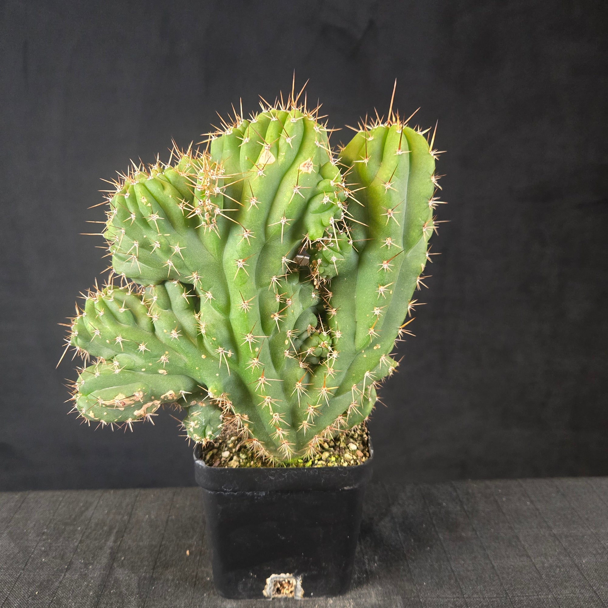 One-off Trichocereus peruvianus ‘Twister’ with spiral rib growth and golden spines, shipped bare-rooted.
