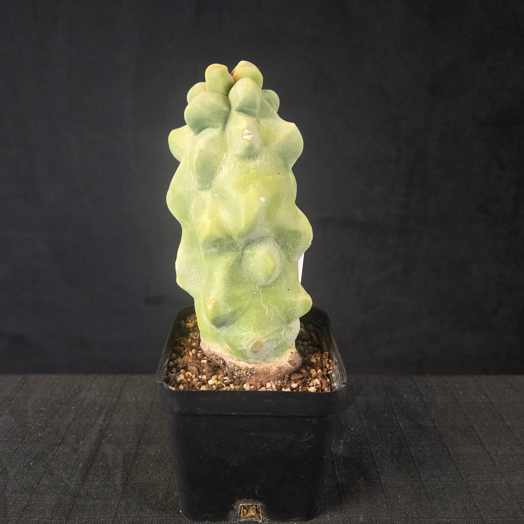 Lophocereus schottii columnar cactus with smooth bluish-green stems and sparse spines, shipped bare-rooted.
