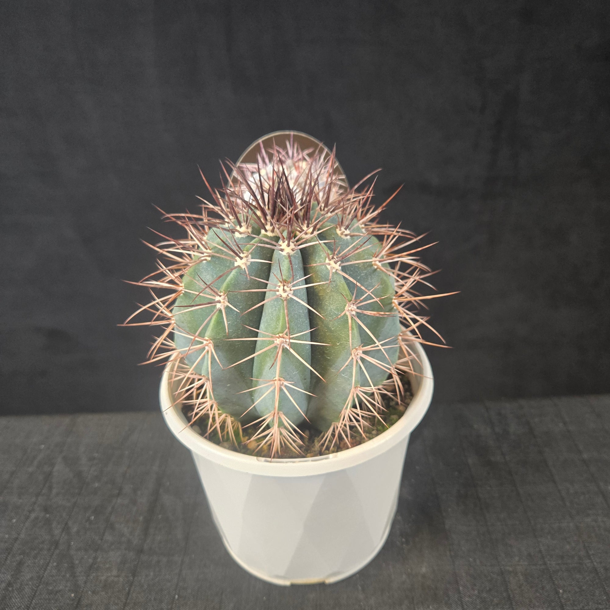 Melocactus azureus with bluish body and red bristly cephalium forming at maturity, shipped bare-rooted.