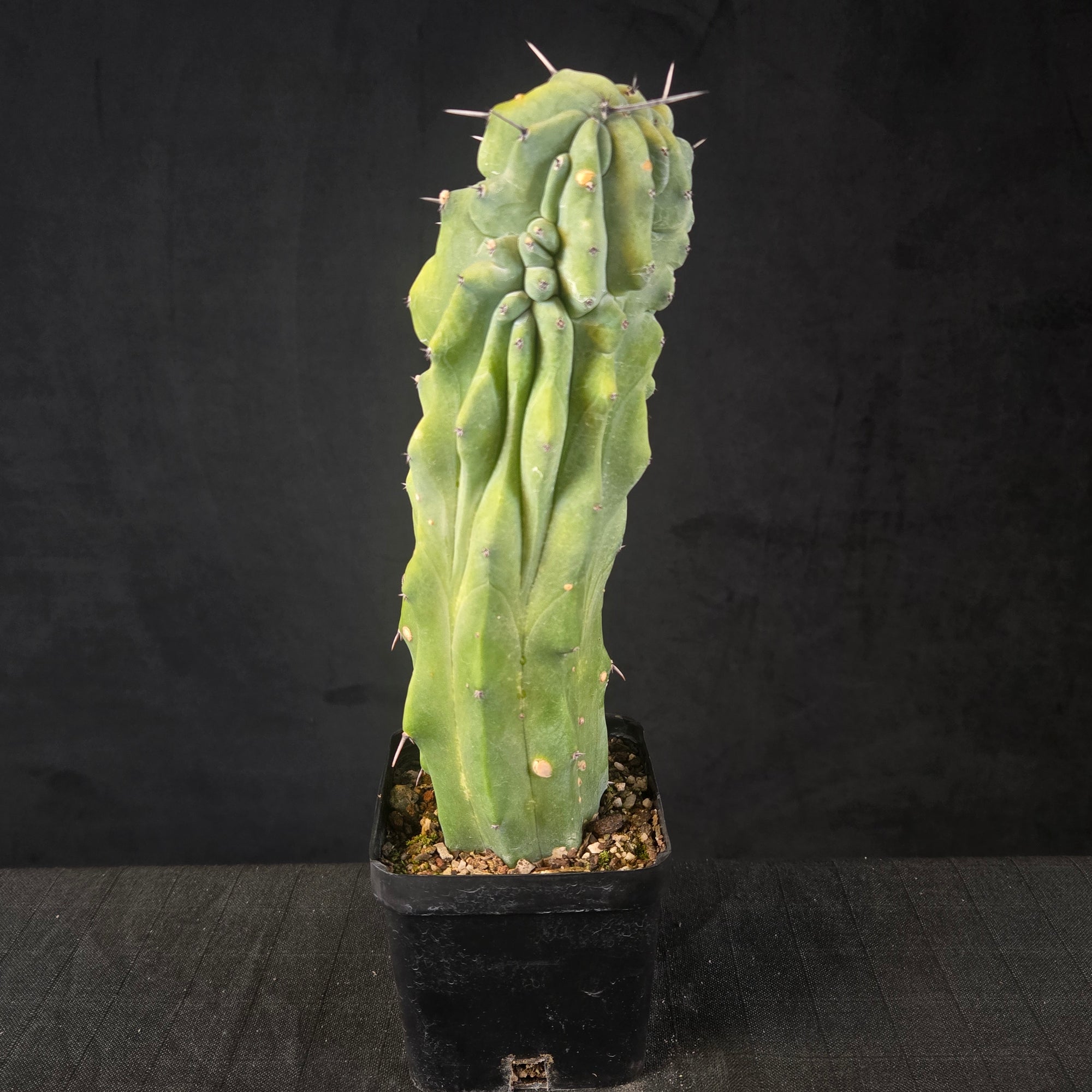 Myrtillocactus geometrizans cristate form with coral-like twisting growth, shipped bare-rooted.