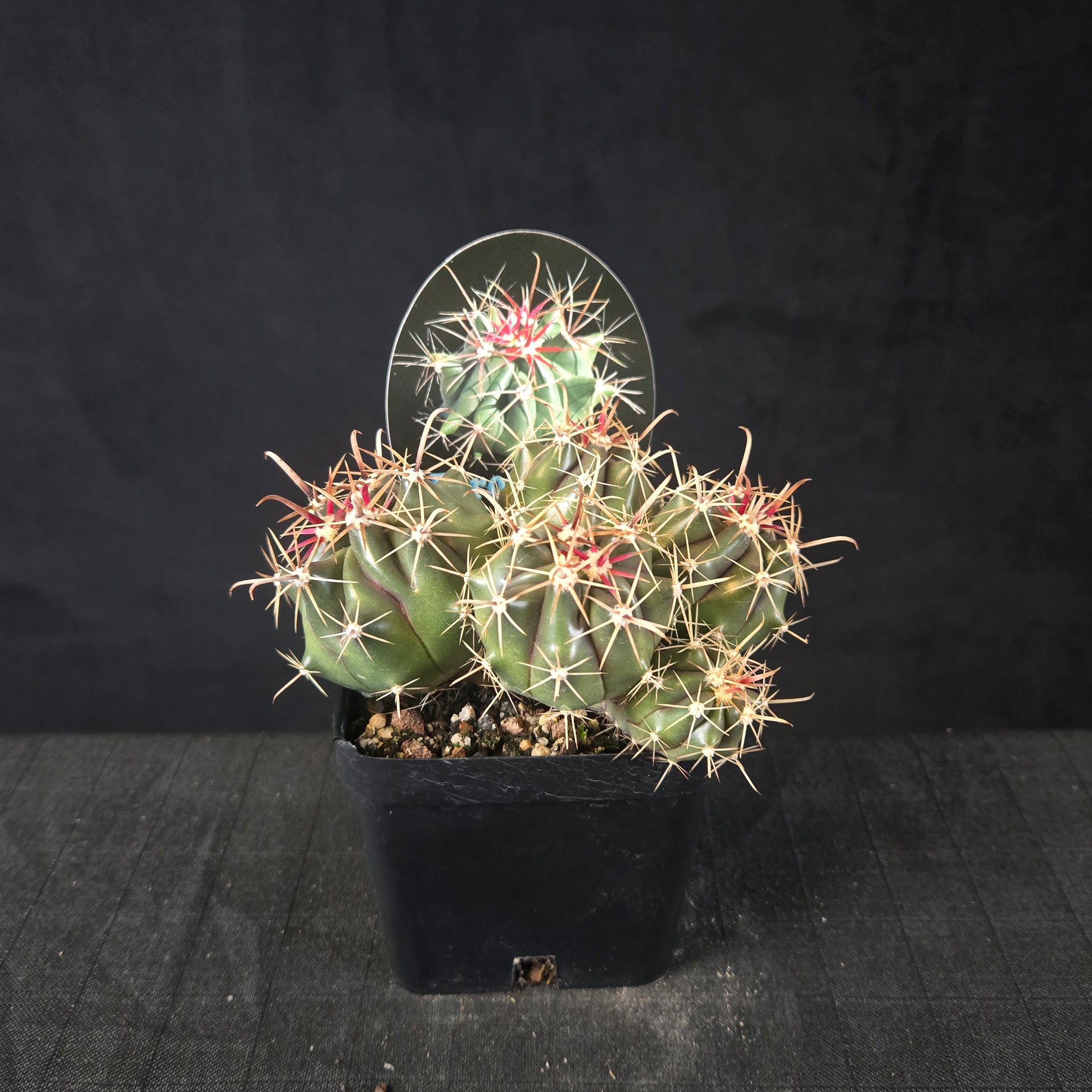 Ferocactus wislizeni barrel cactus with five offsets and large hooked spines, shipped bare-rooted.