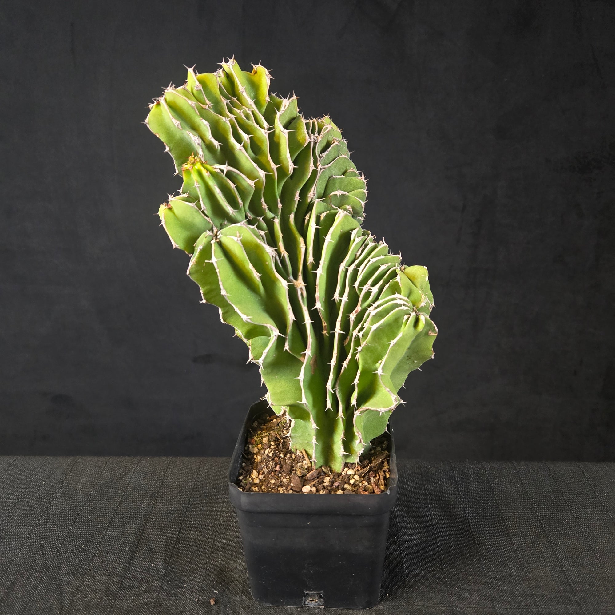 Euphorbia kibwezensis with upright, ridged, spiny stems forming a clump, shipped bare-rooted.