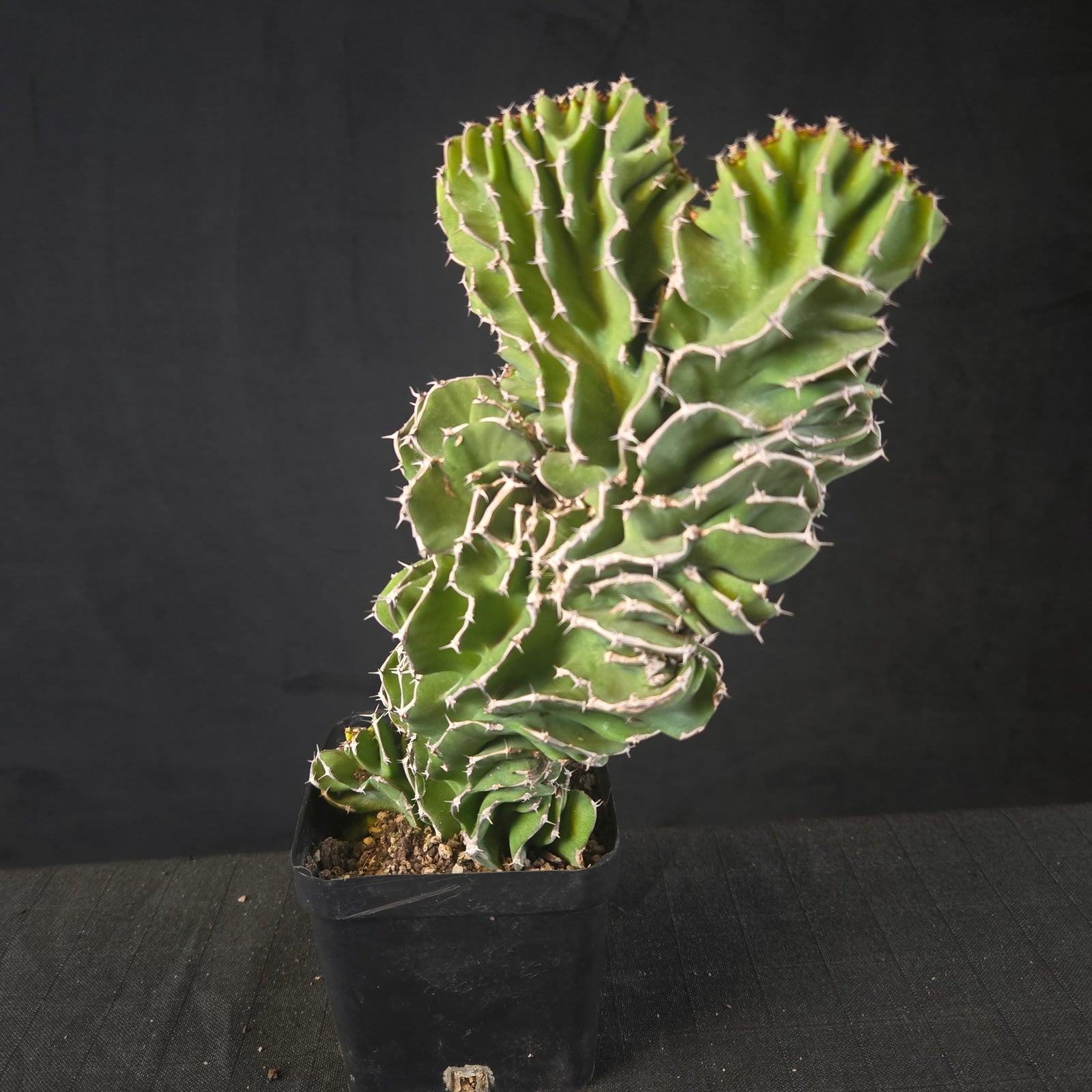 Euphorbia kibwezensis with upright, ridged, spiny stems forming a clump, shipped bare-rooted.