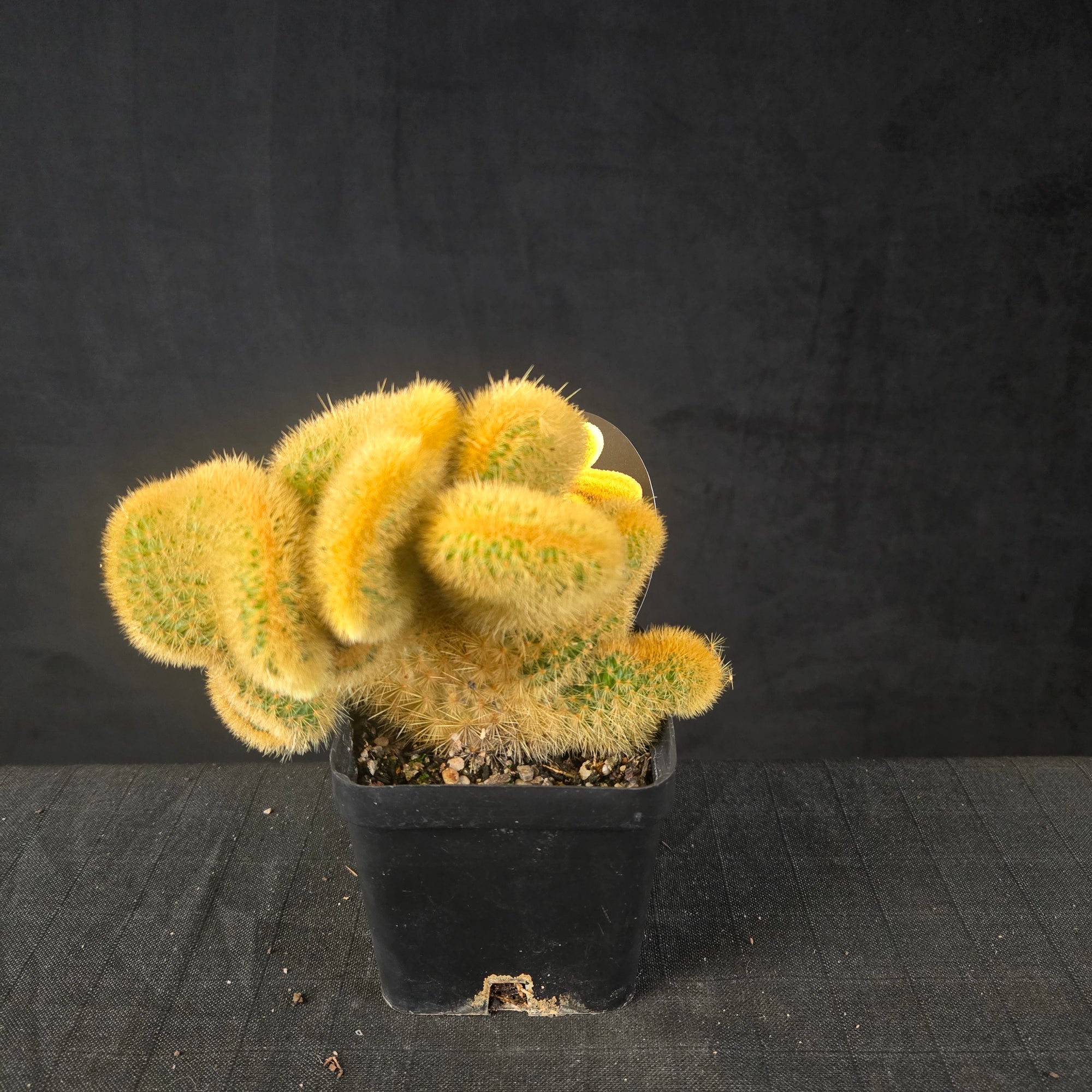 Cristate Cleistocactus winteri colademononis with golden fan-shaped twisting growth, shipped bare-rooted