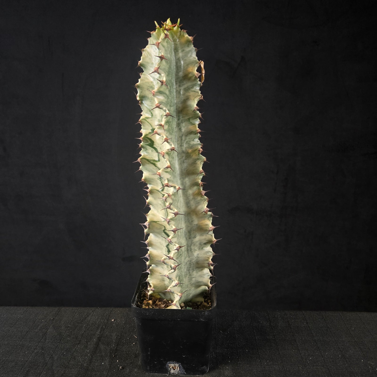 Euphorbia ammak variegata (WA Prohibited)