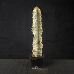 Euphorbia ammak variegata (WA Prohibited)