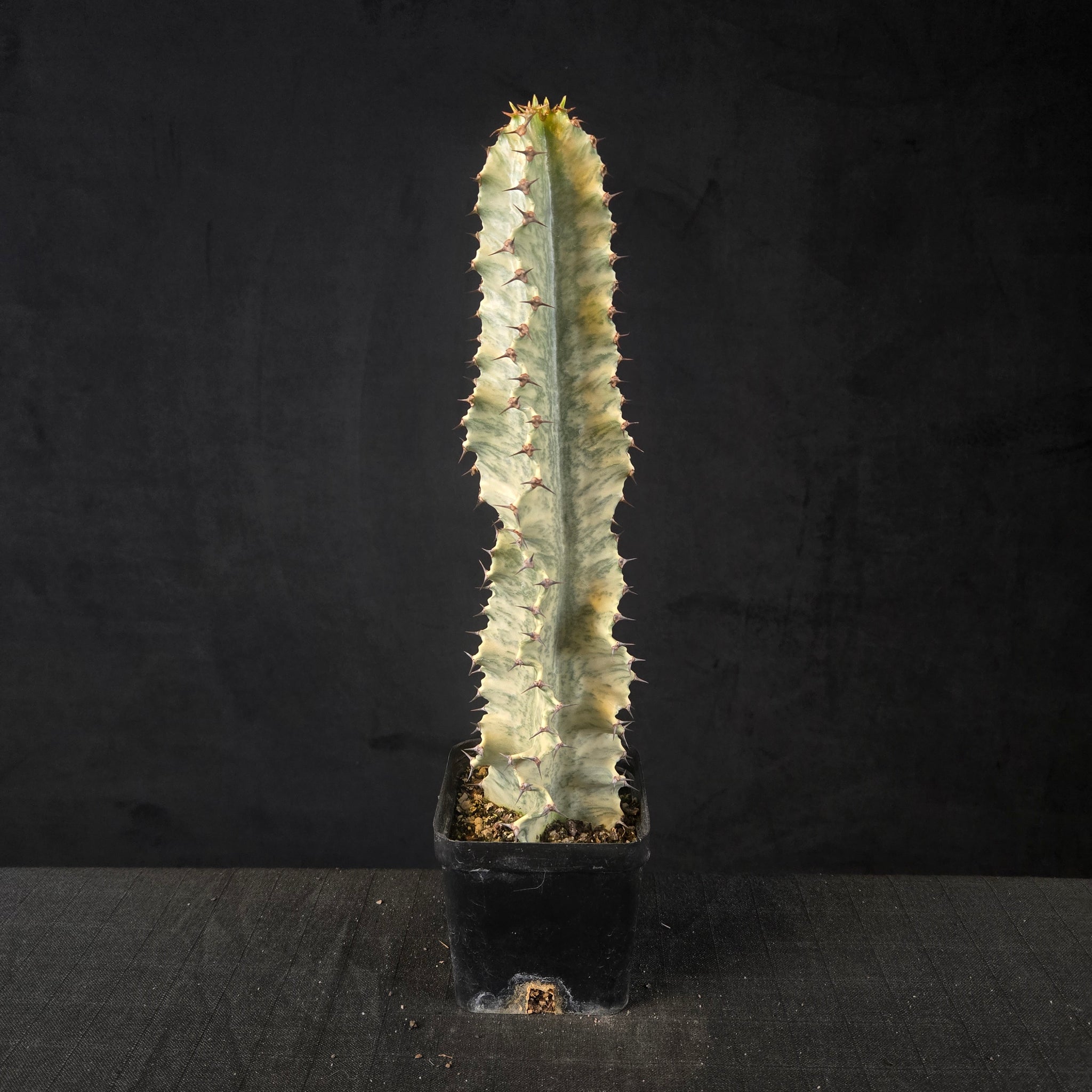 Euphorbia ammak variegata (WA Prohibited)