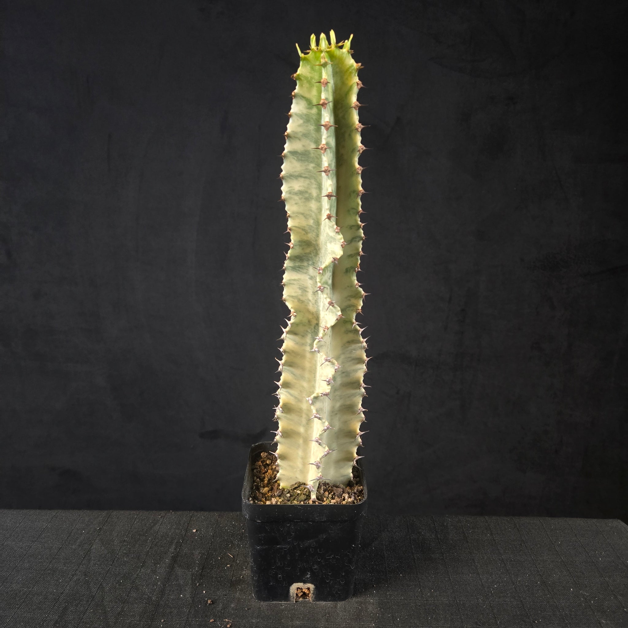 Euphorbia ammak variegata (WA Prohibited)