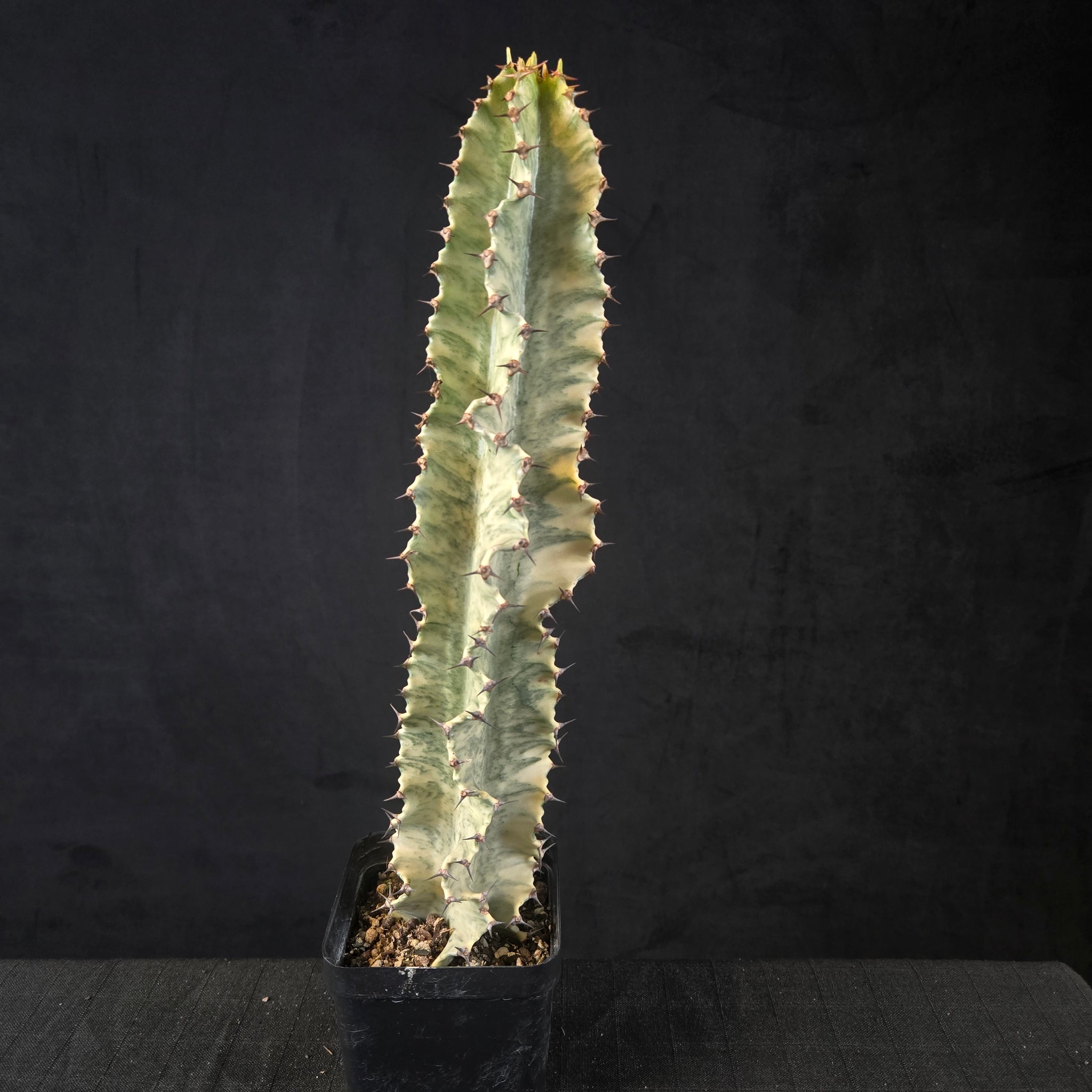 Euphorbia ammak variegata (WA Prohibited)