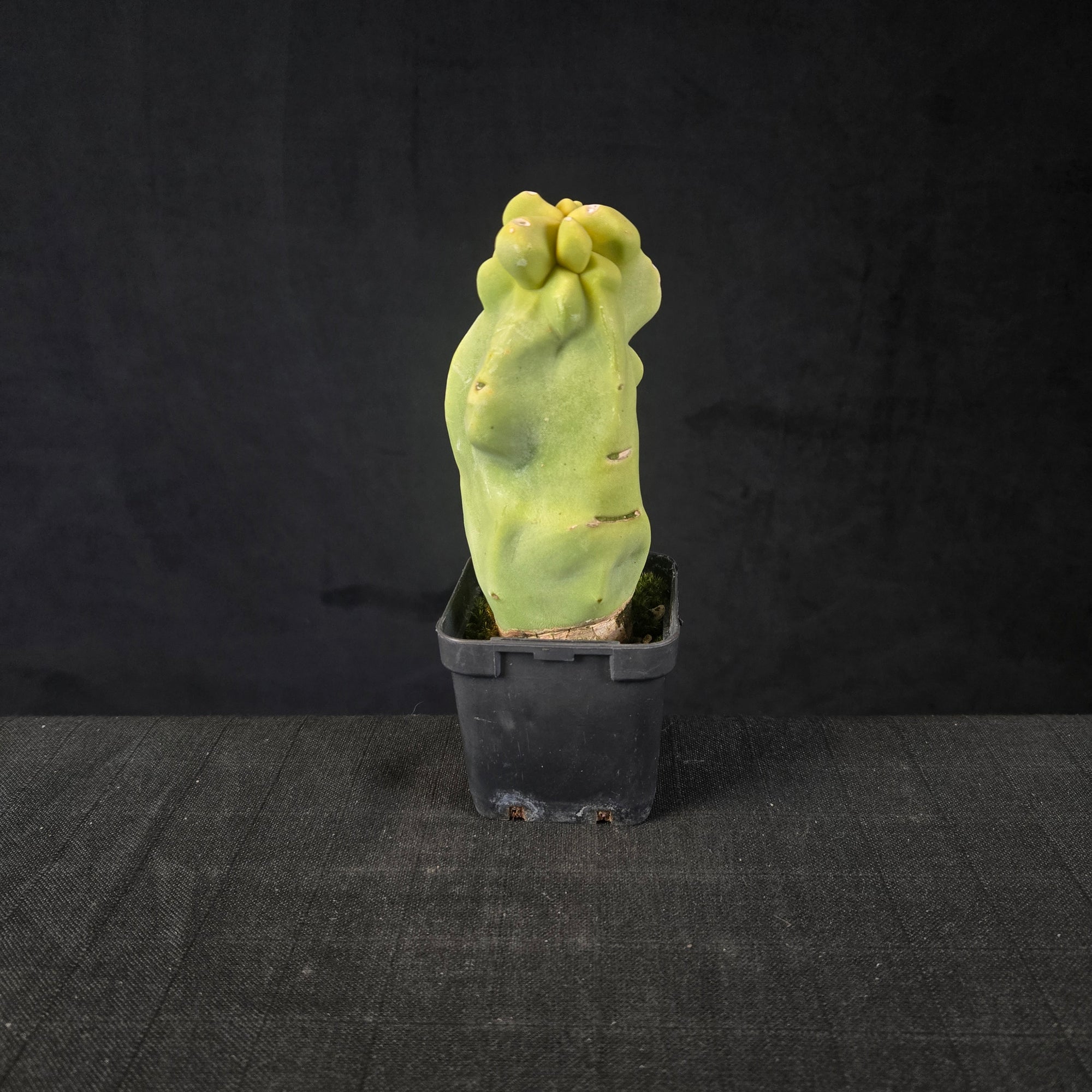 Lophocereus schottii (WA Prohibited)