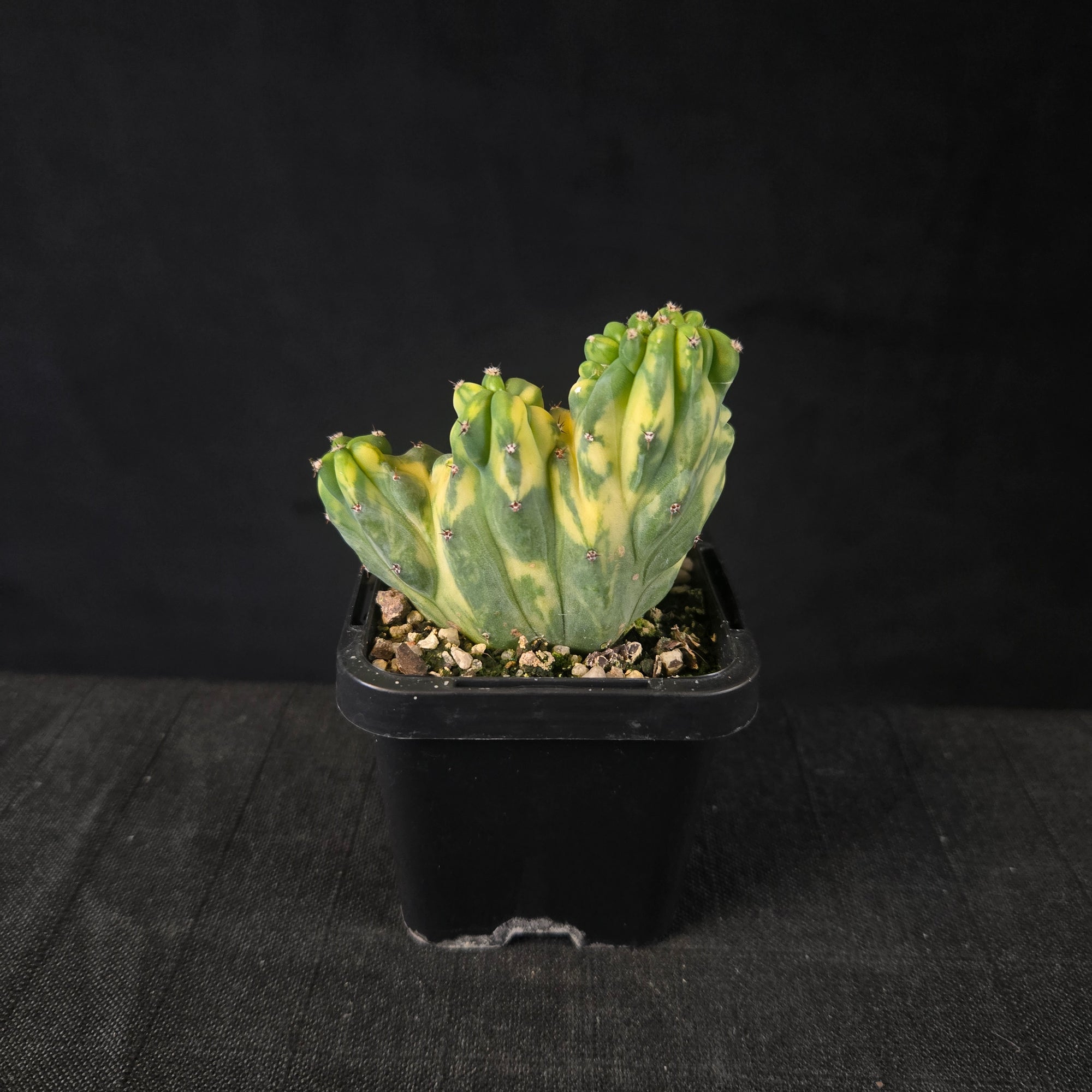 Myrtillocactus geometrizans cristata variegata