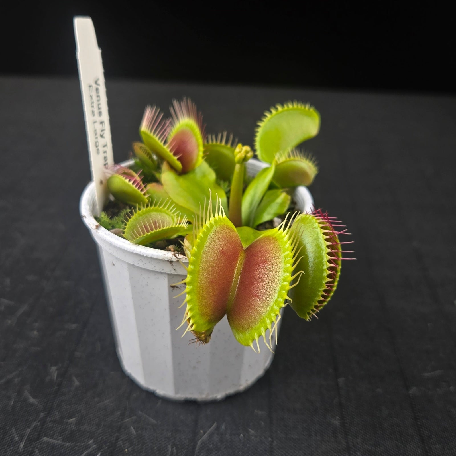 Venus Fly Trap with extra large green traps up to 40 mm wide.