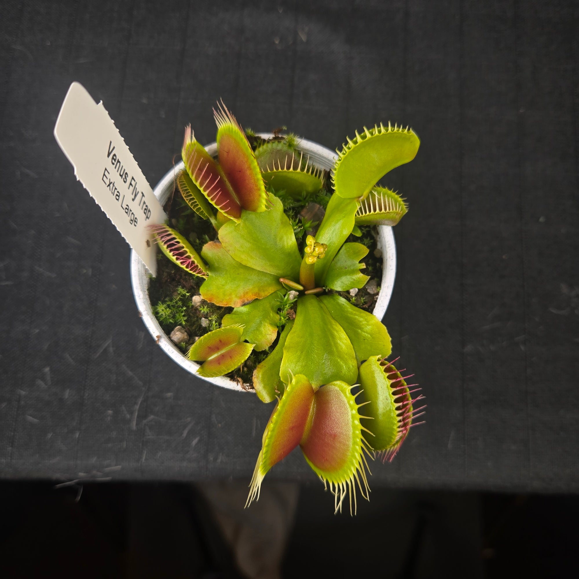 Venus Fly Trap with extra large green traps up to 40 mm wide.