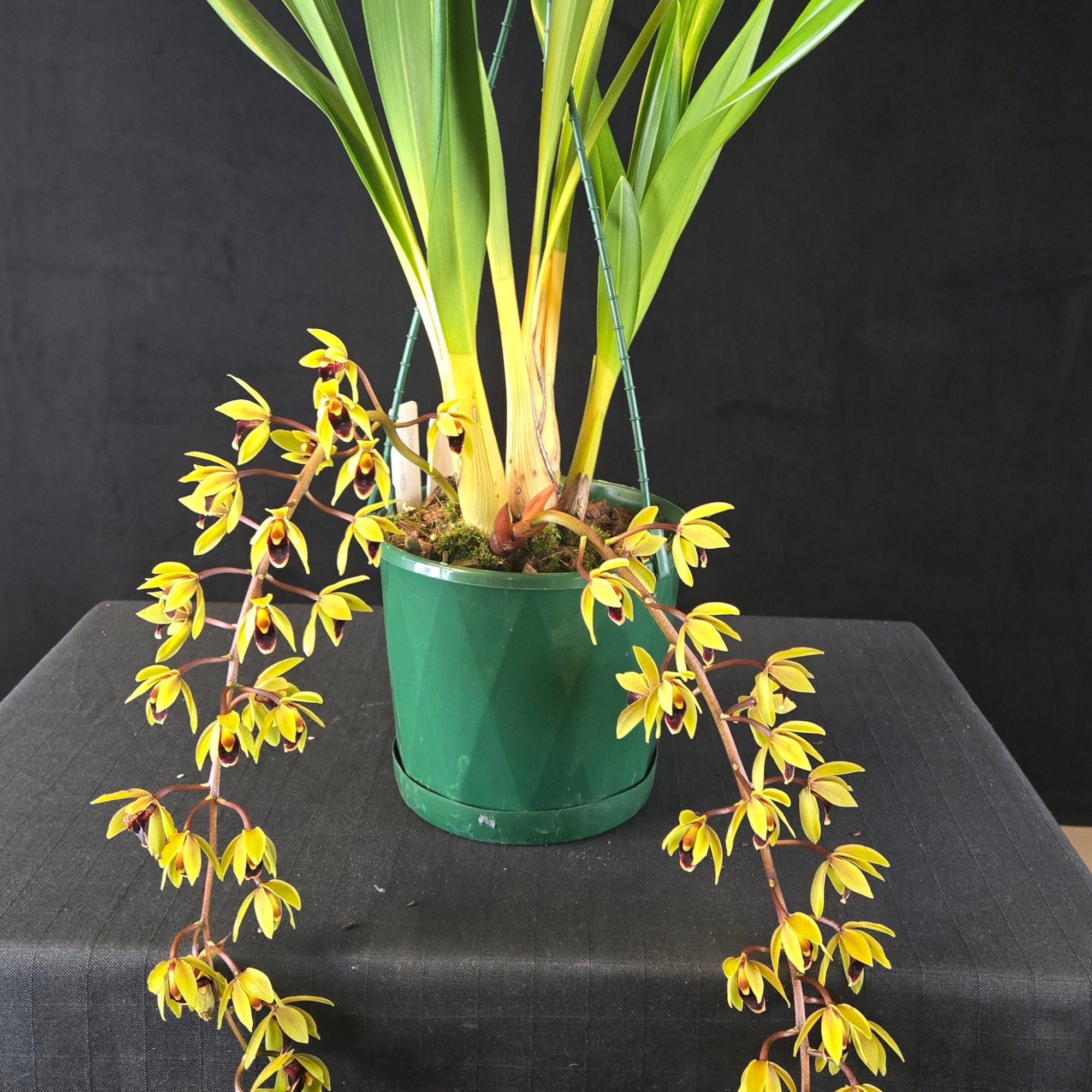 Cymbidium ((Ken Gorry × Borough Green × floribundum) × Sweet Devon) – Cascading Yellow & Burgundy Lip (Currently in Flower)
