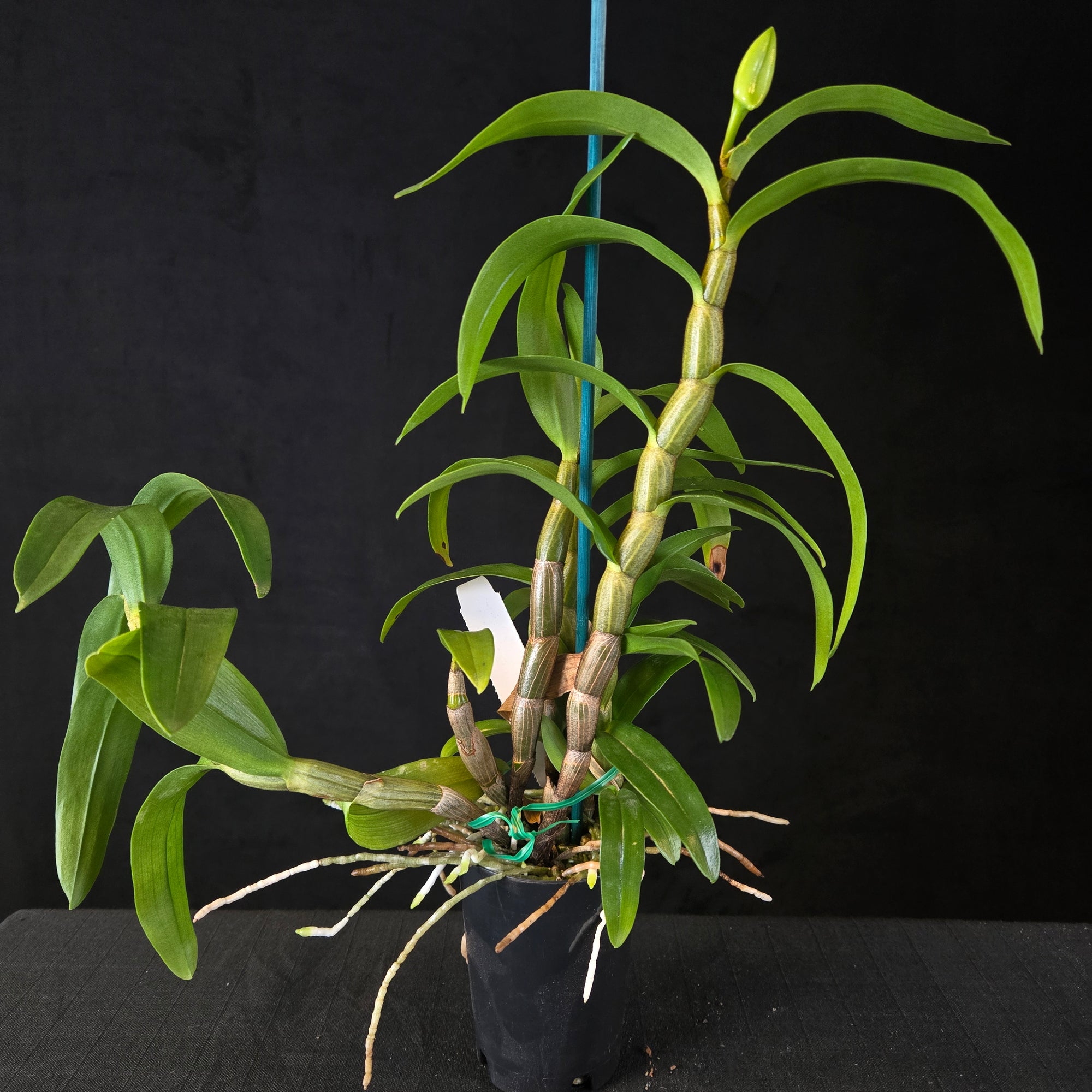 Dendrobium 'Dawn Maree'