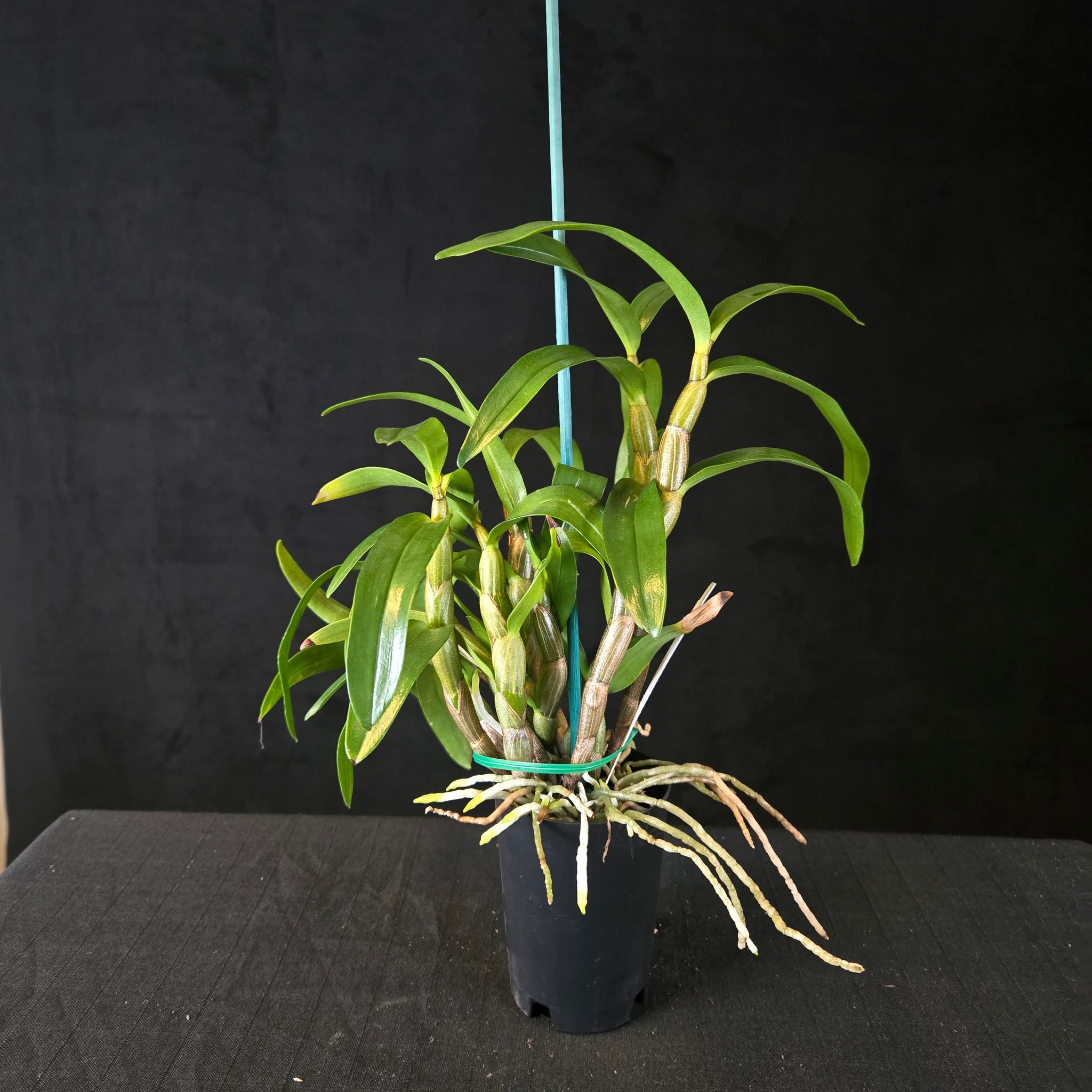 Dendrobium 'Dawn Maree'