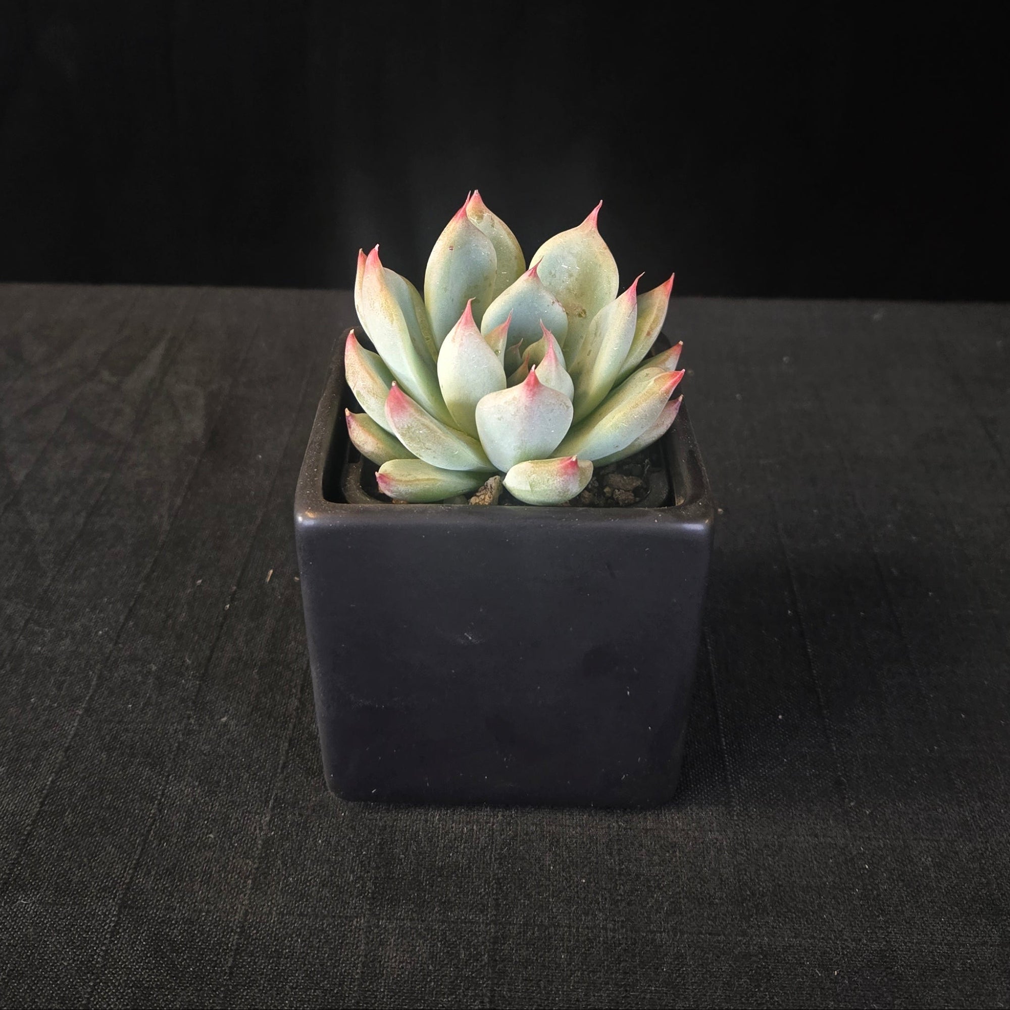 “Echeveria ‘Gold Rosa’ compact rosette with blue-green leaves and pink tips”