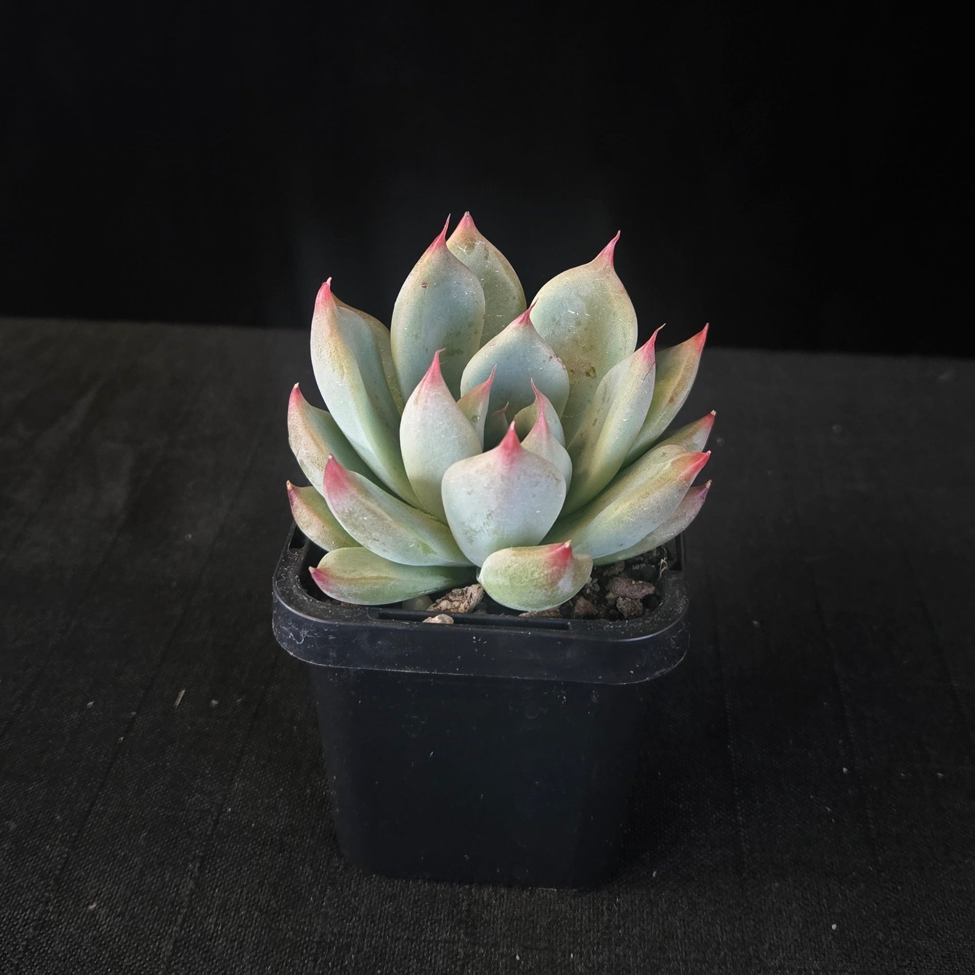 “Powdery Echeveria ‘Gold Rosa’ Korean hybrid with pink apices”