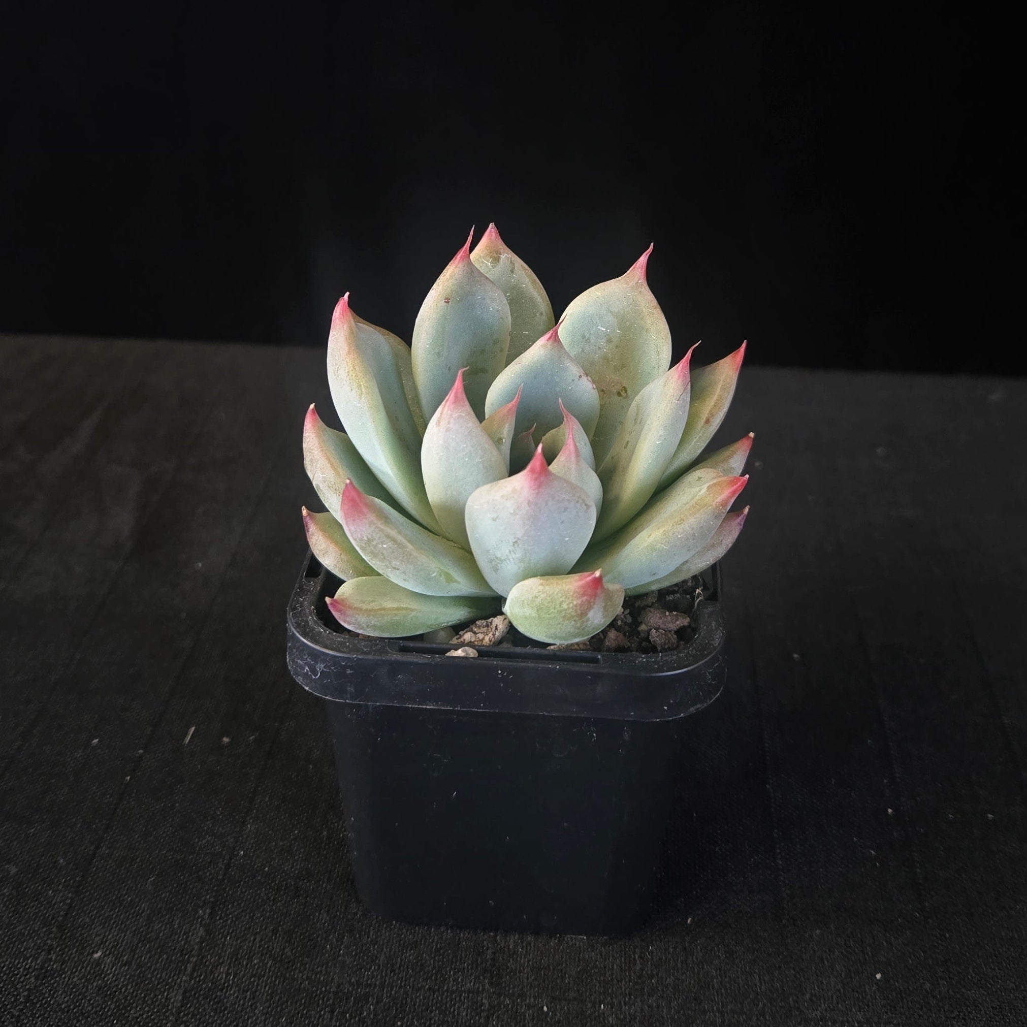 “Powdery Echeveria ‘Gold Rosa’ Korean hybrid with pink apices”