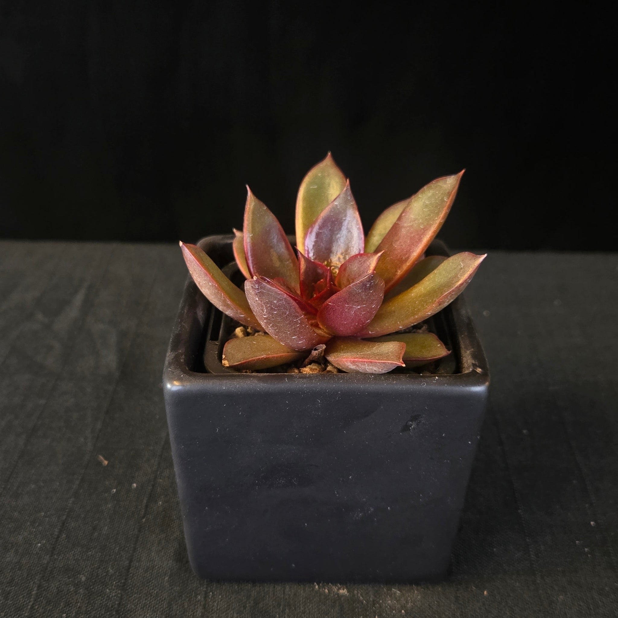 “Echeveria ‘Red Rose’ rosette showing glossy red and copper tones”