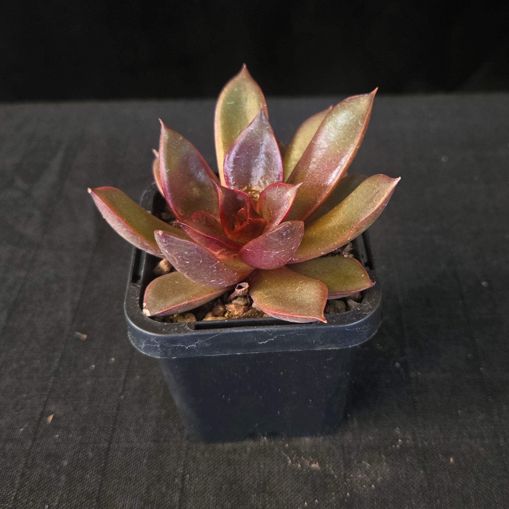 “Compact red Echeveria hybrid in black nursery pot”
