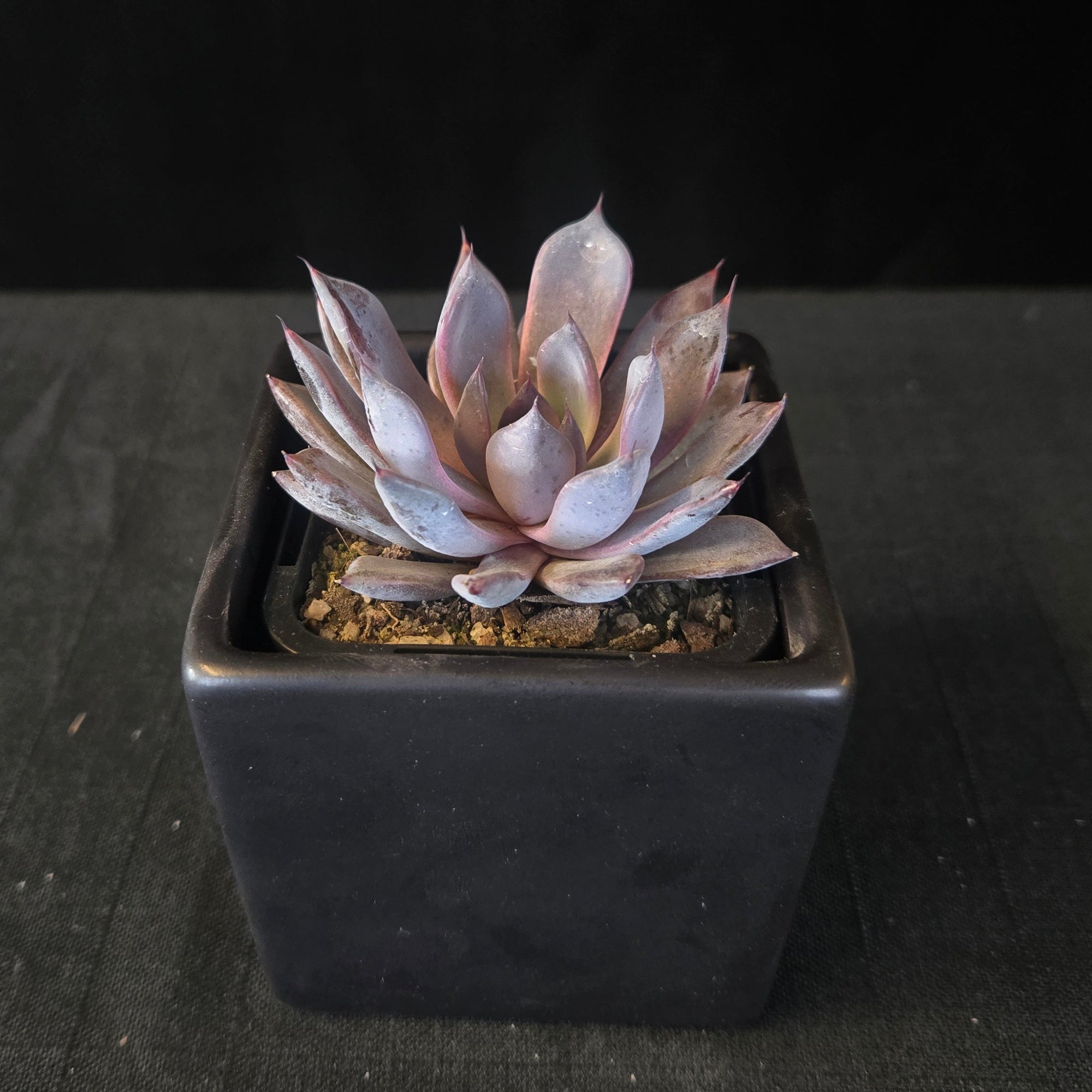 “Echeveria ‘Black Pearl’ dark purple rosette in black pot”