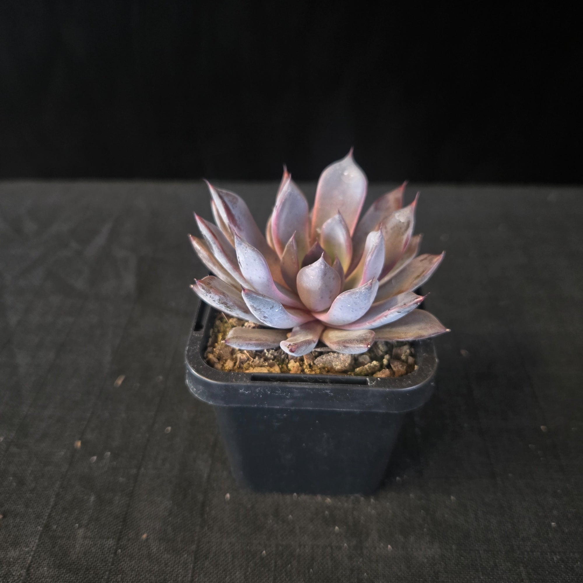 “Compact Korean hybrid Echeveria with charcoal and green tones”