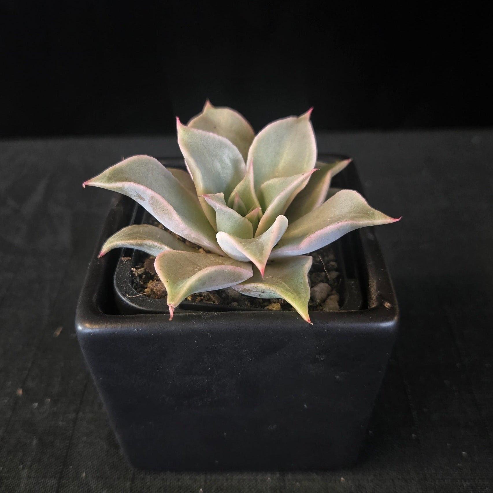 “Echeveria ‘Madiba’ rosette with pastel green and pink tones”