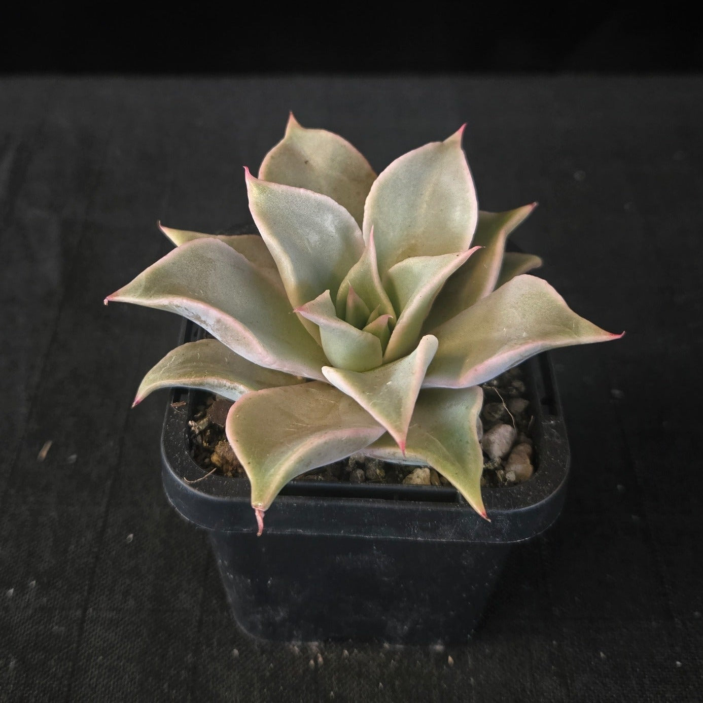 “Sculpted Echeveria ‘Madiba’ hybrid with wavy leaves in nursery pot”