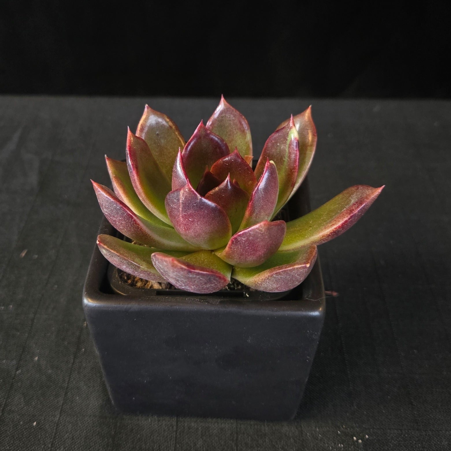 “Echeveria ‘Demon Eye’ rosette showing glossy green leaves tipped red”
