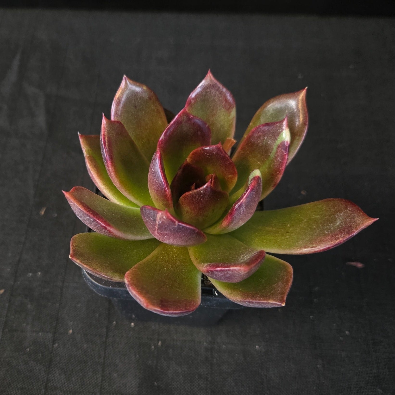 “Compact Korean hybrid Echeveria ‘Demon Eye’ with burgundy tones”